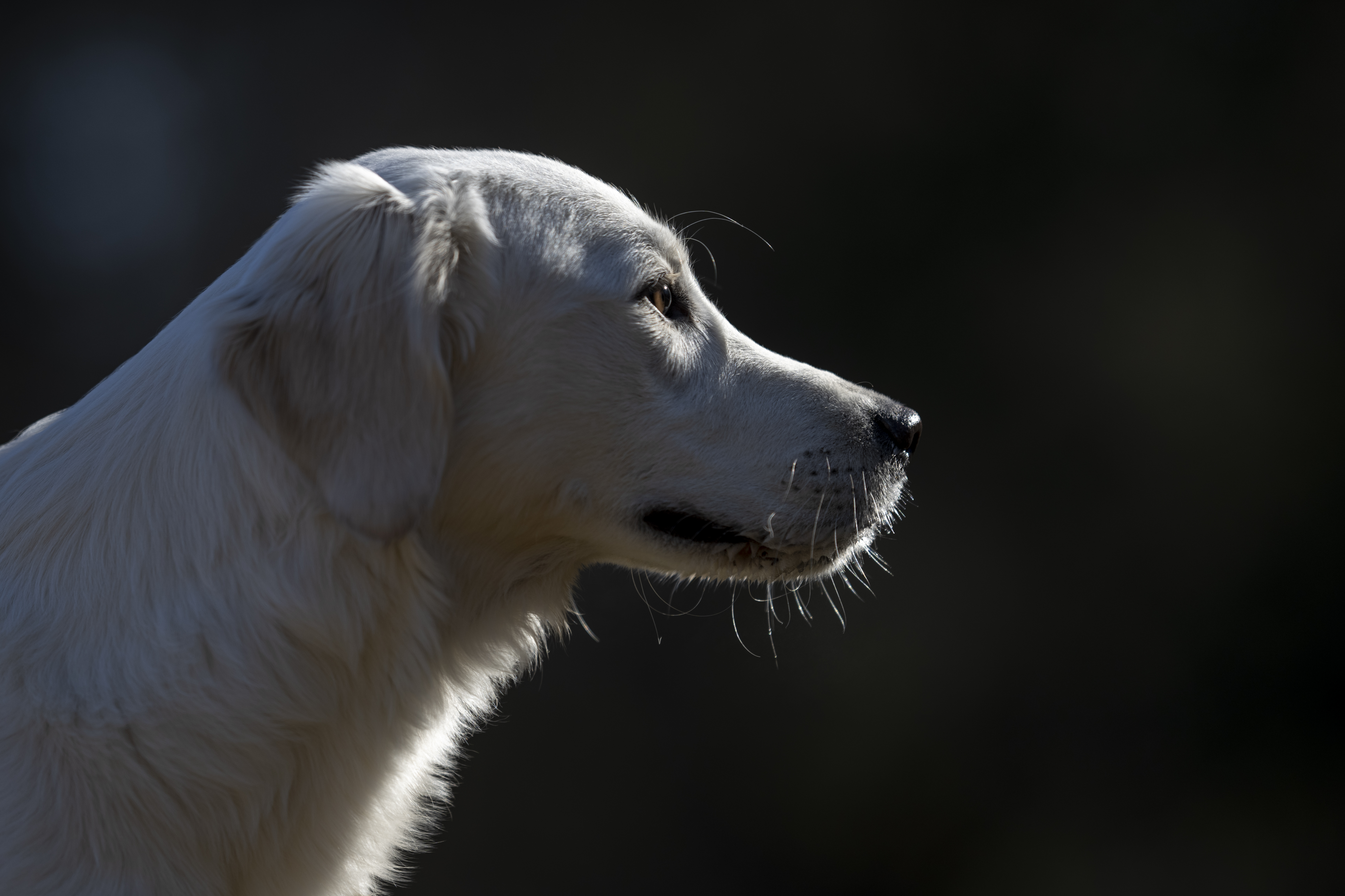 Our Dogs — Dingree MoBuddy0491