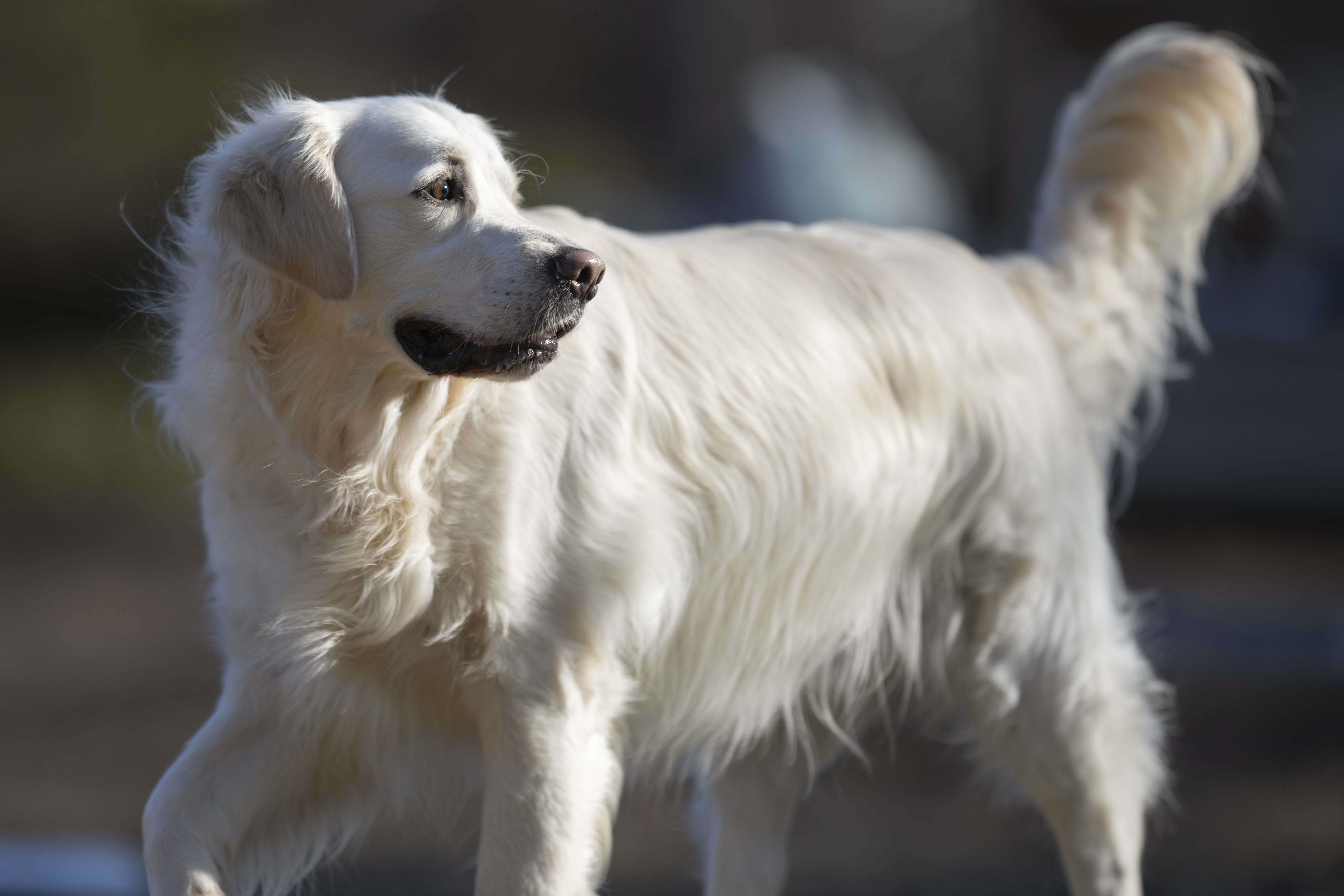 Our Dogs — Dingree MoBuddy0512