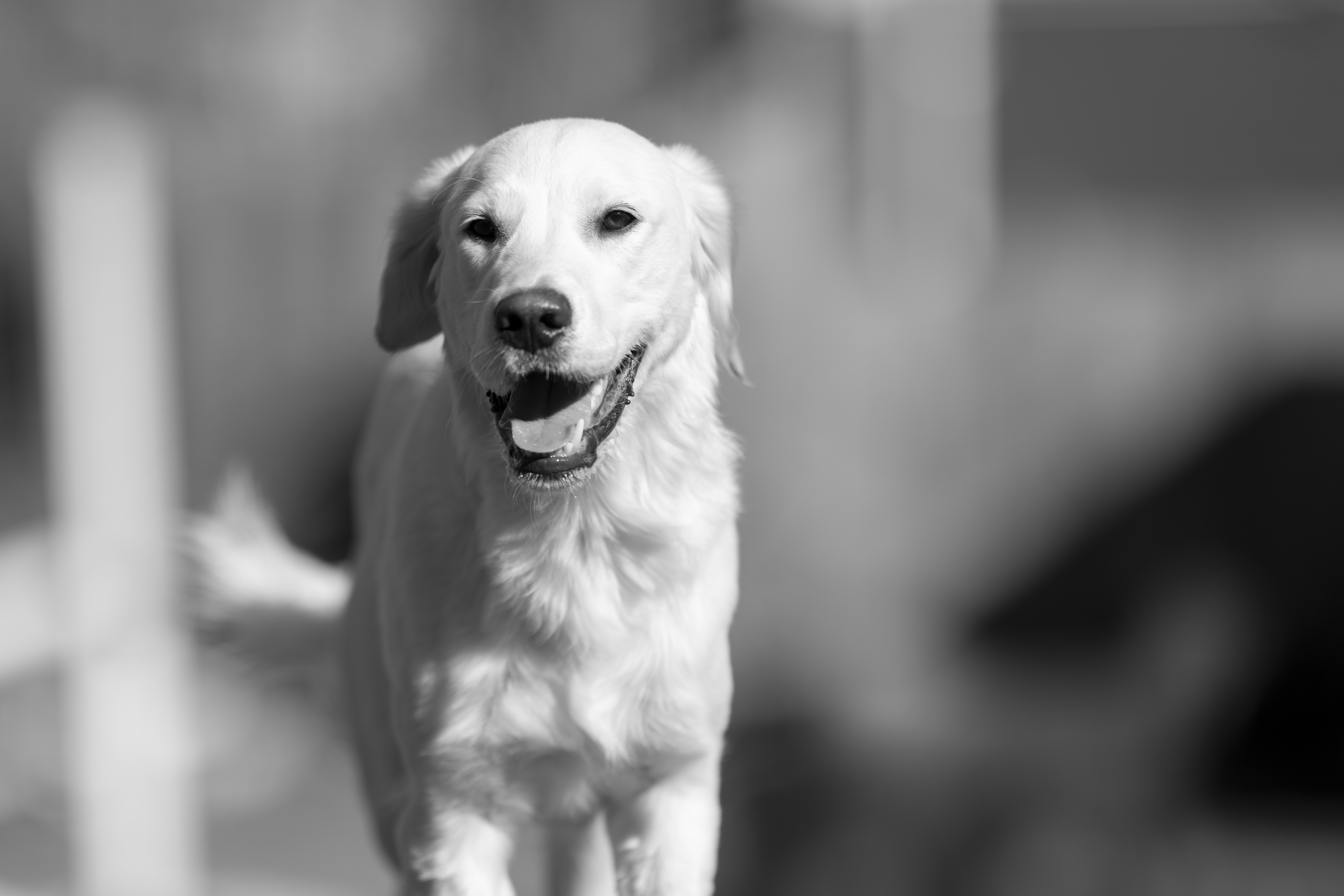 Our Dogs — Dingree MoBuddy0666 1