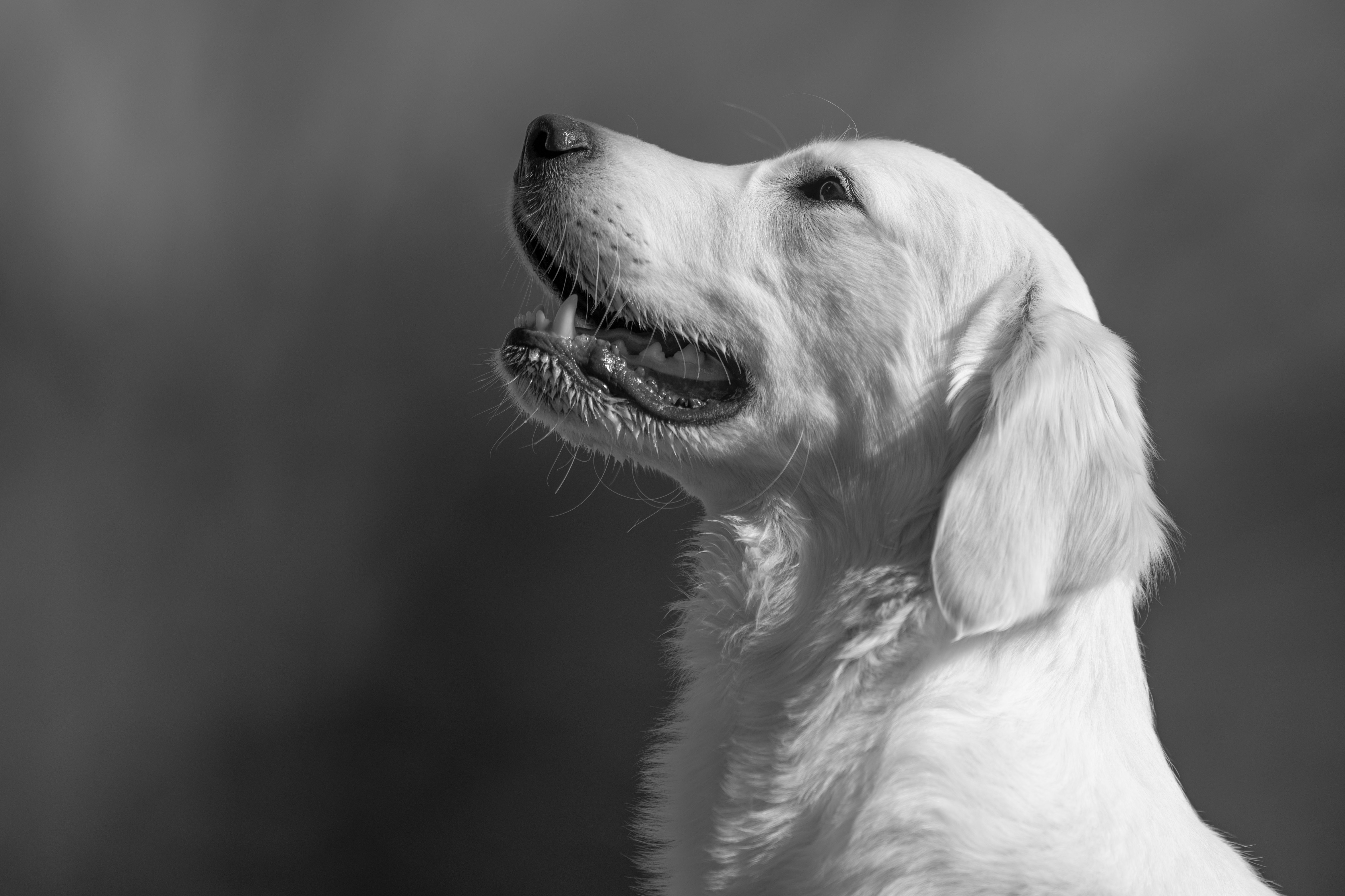 Our Dogs — Dingree MoBuddy0758