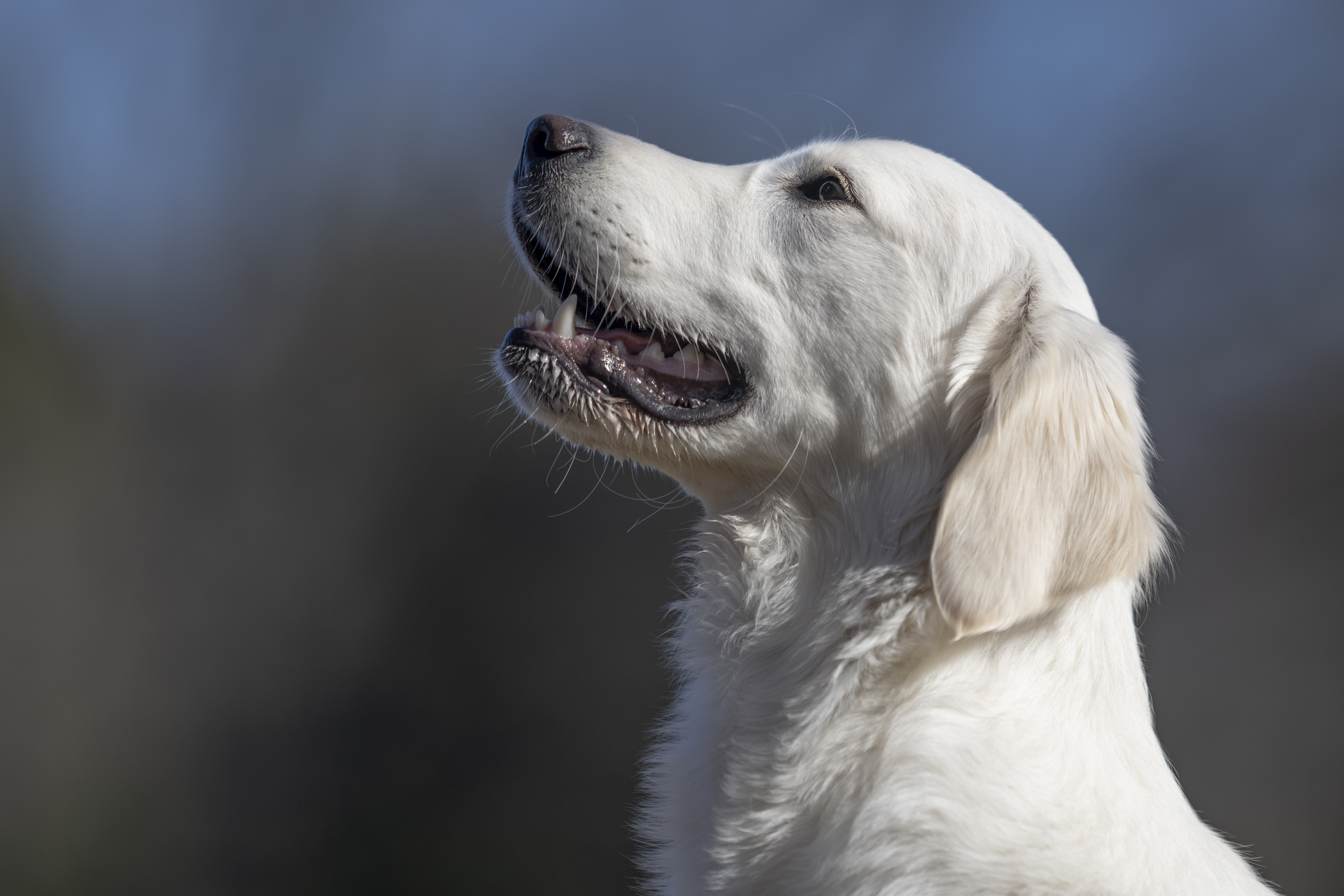 Our Dogs — Dingree MoBuddy0758 1