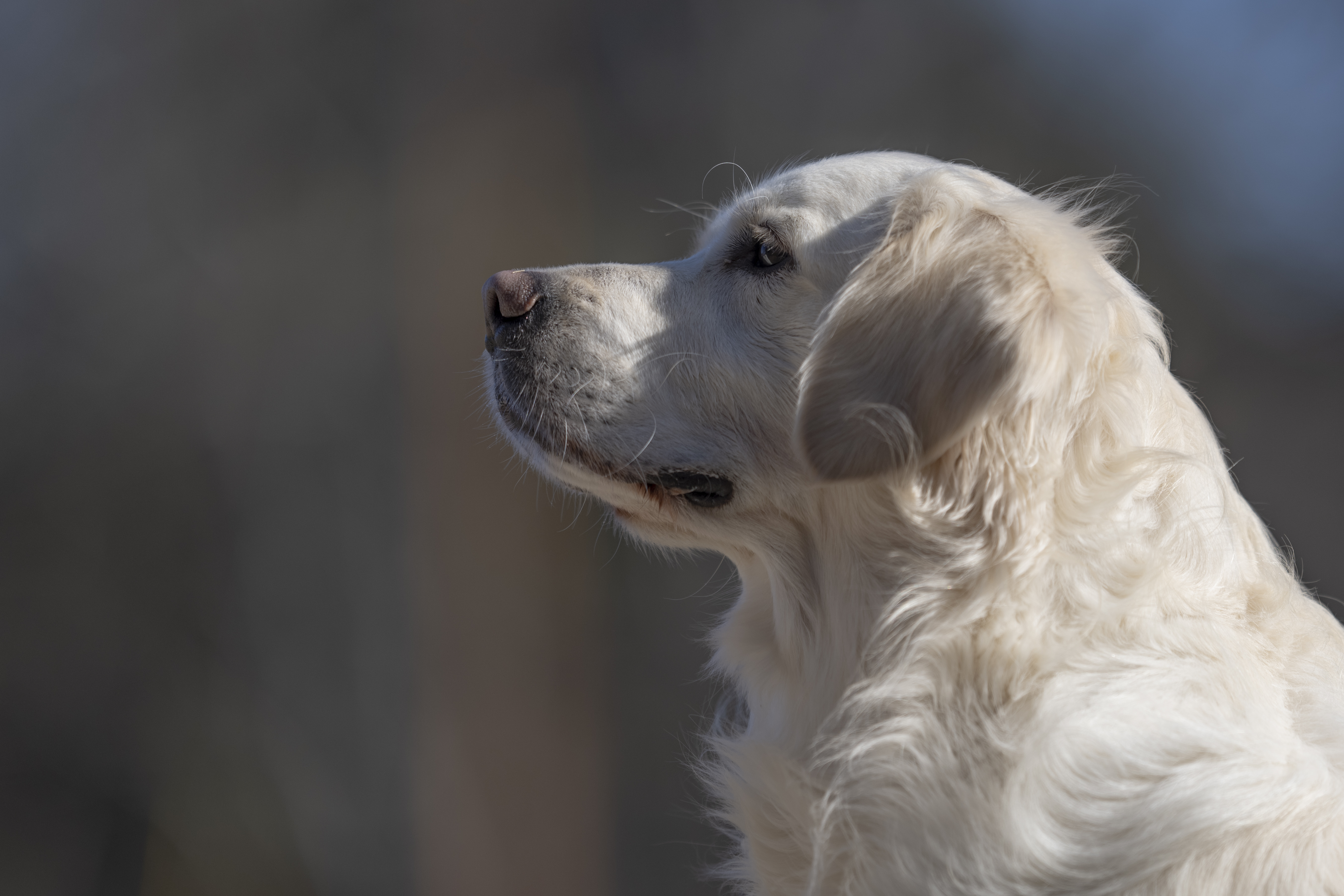 Our Dogs — Dingree MoBuddy0773