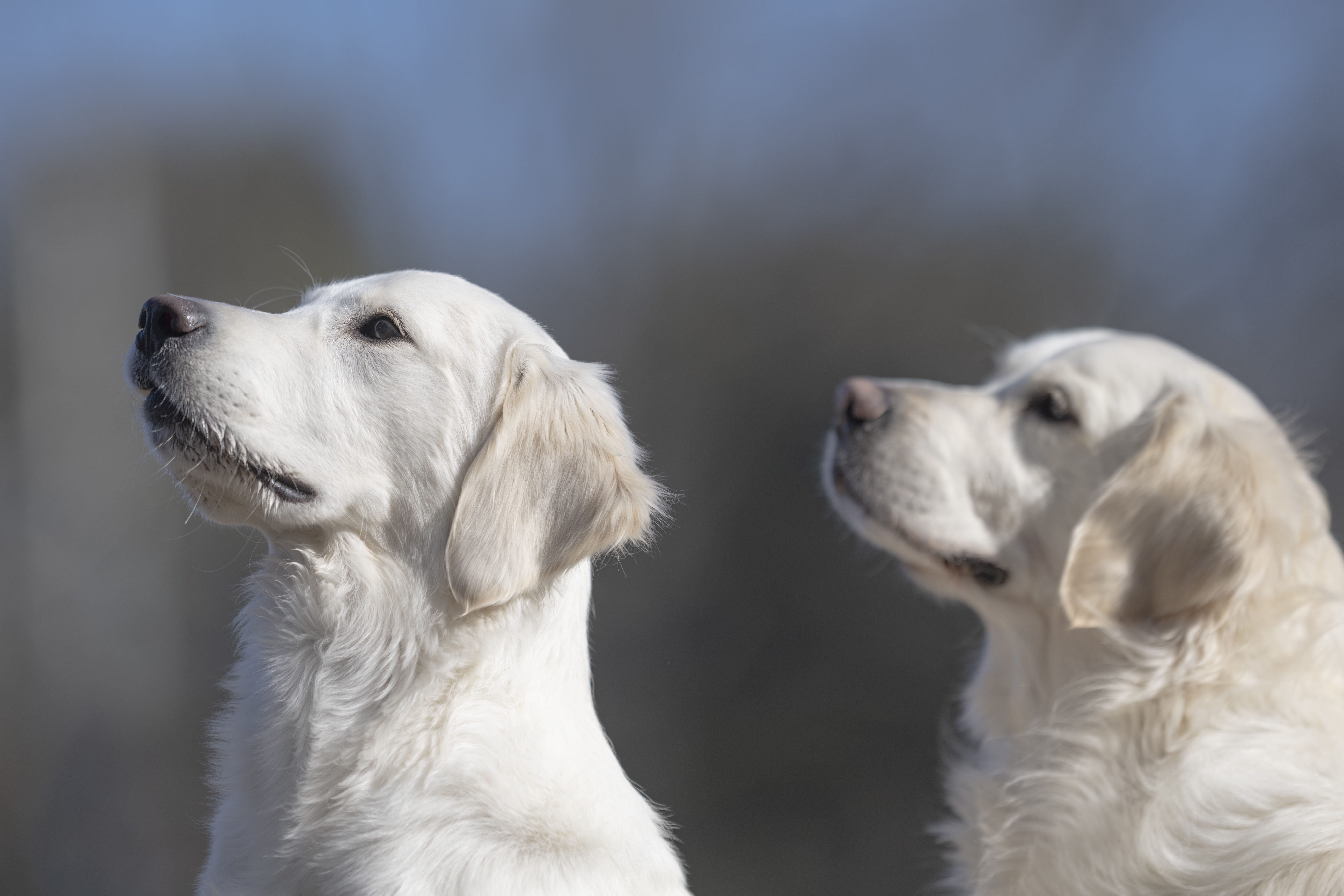 Our Dogs — Dingree MoBuddy0807