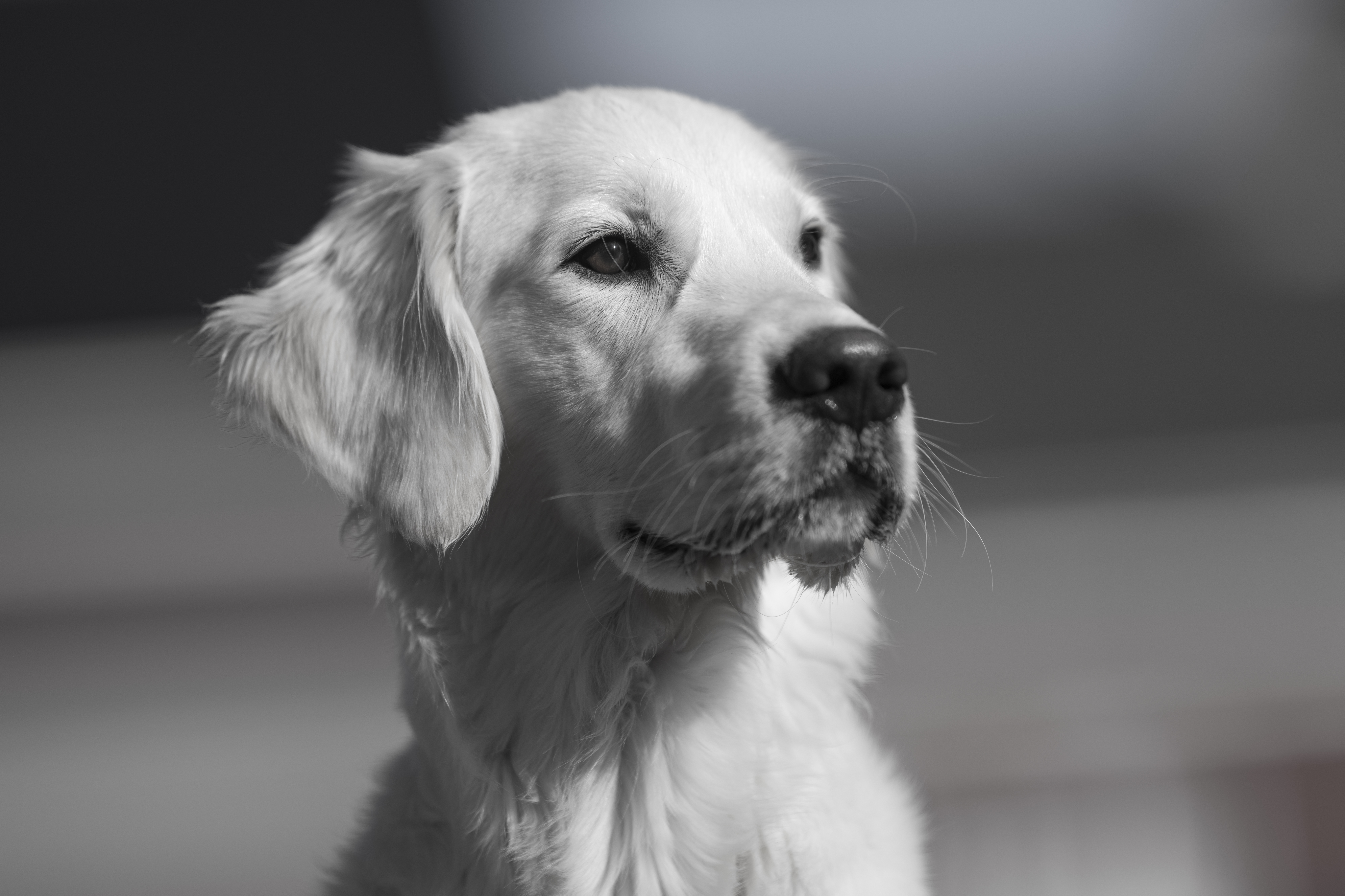 Our Dogs — Dingree MoBuddy0863