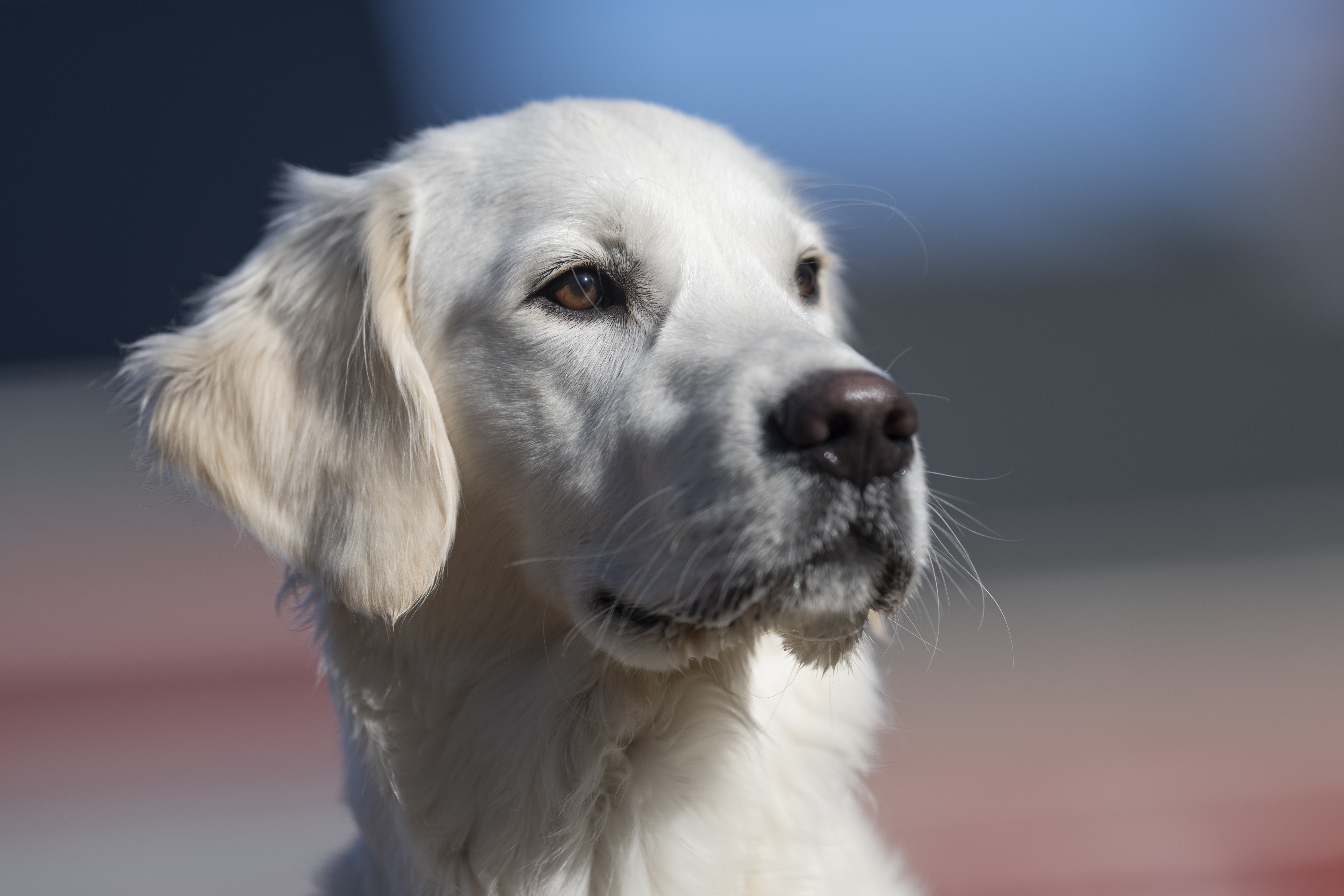 Our Dogs — Dingree MoBuddy0863 1