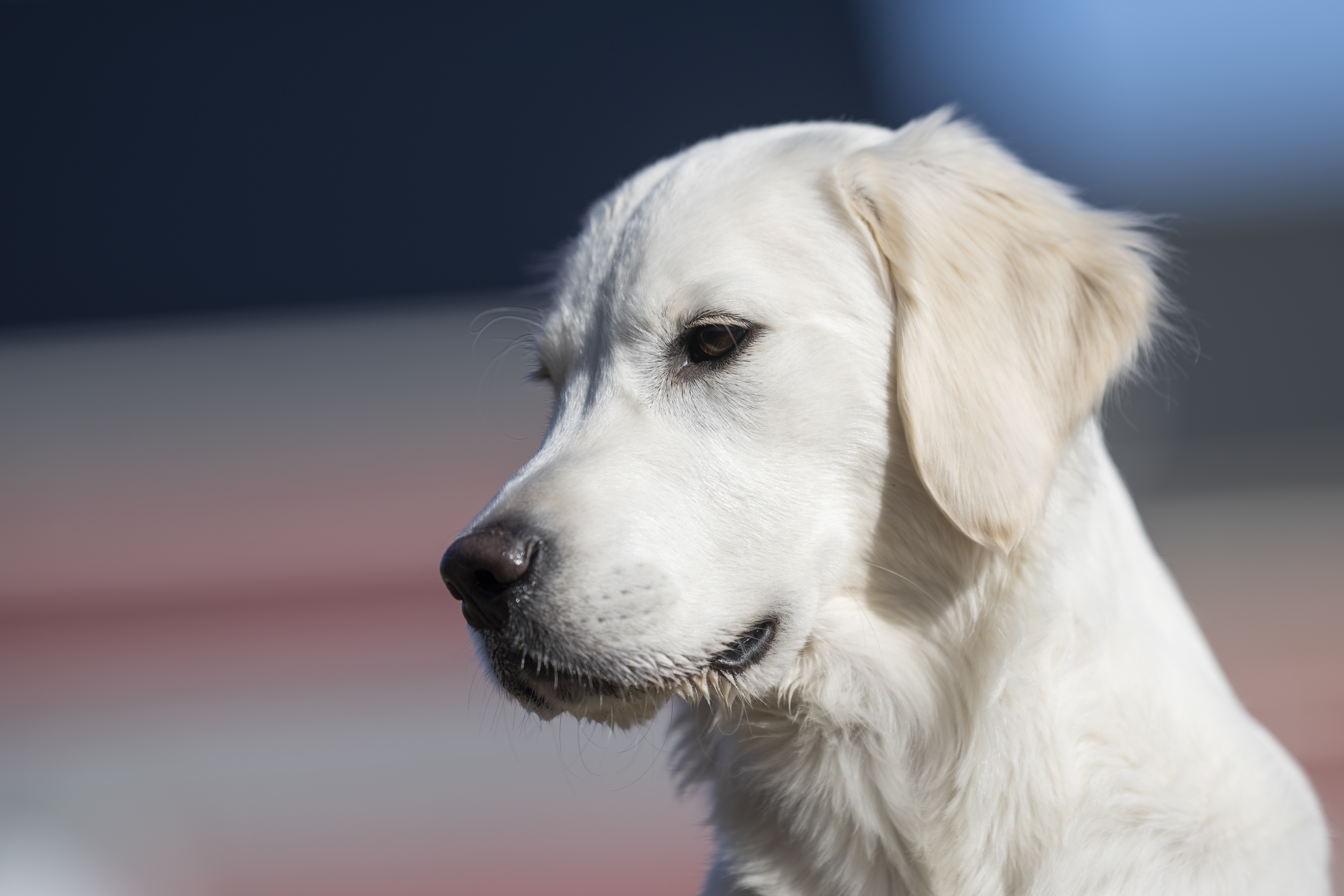 Our Dogs — Dingree MoBuddy0871