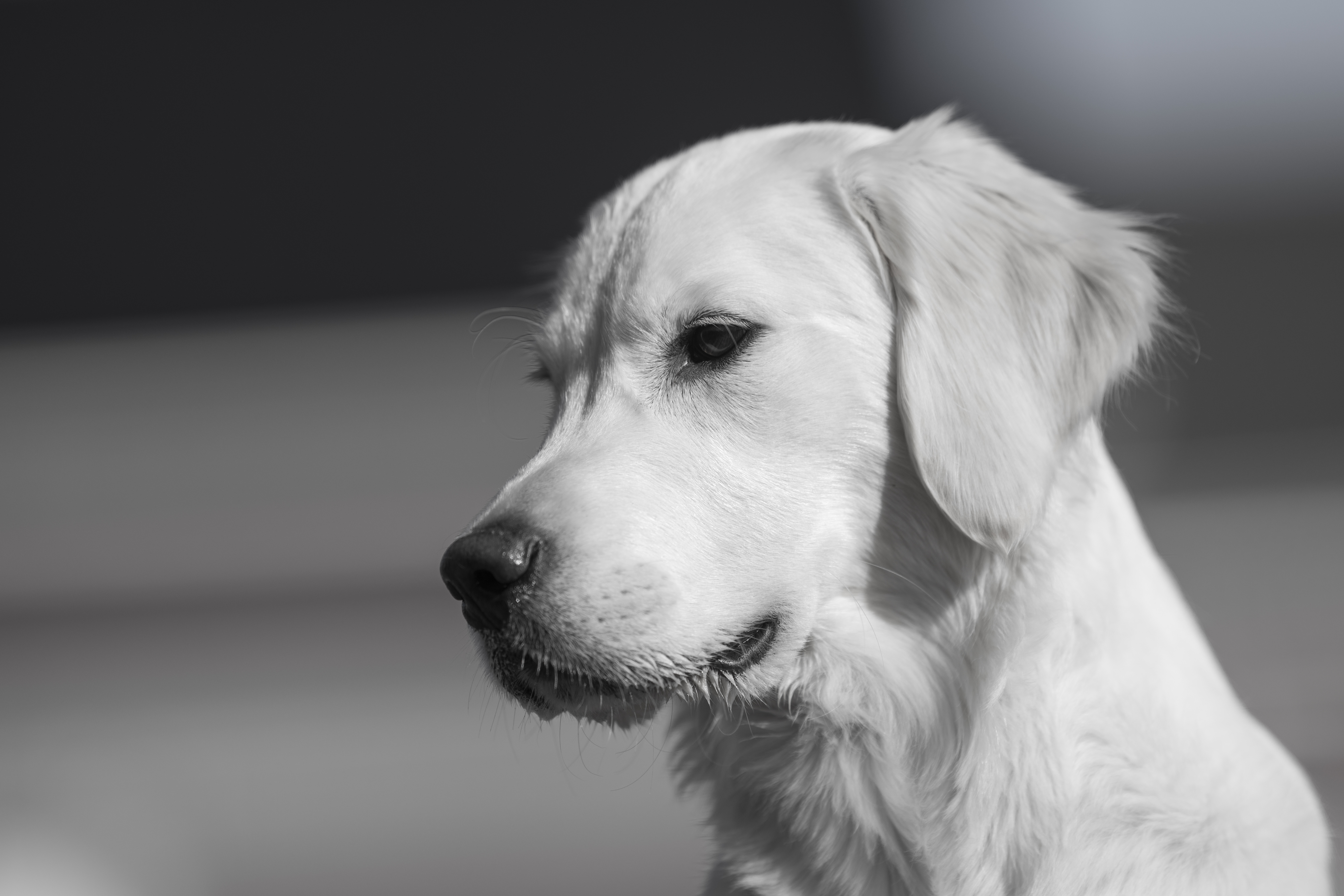 Our Dogs — Dingree MoBuddy0871 1