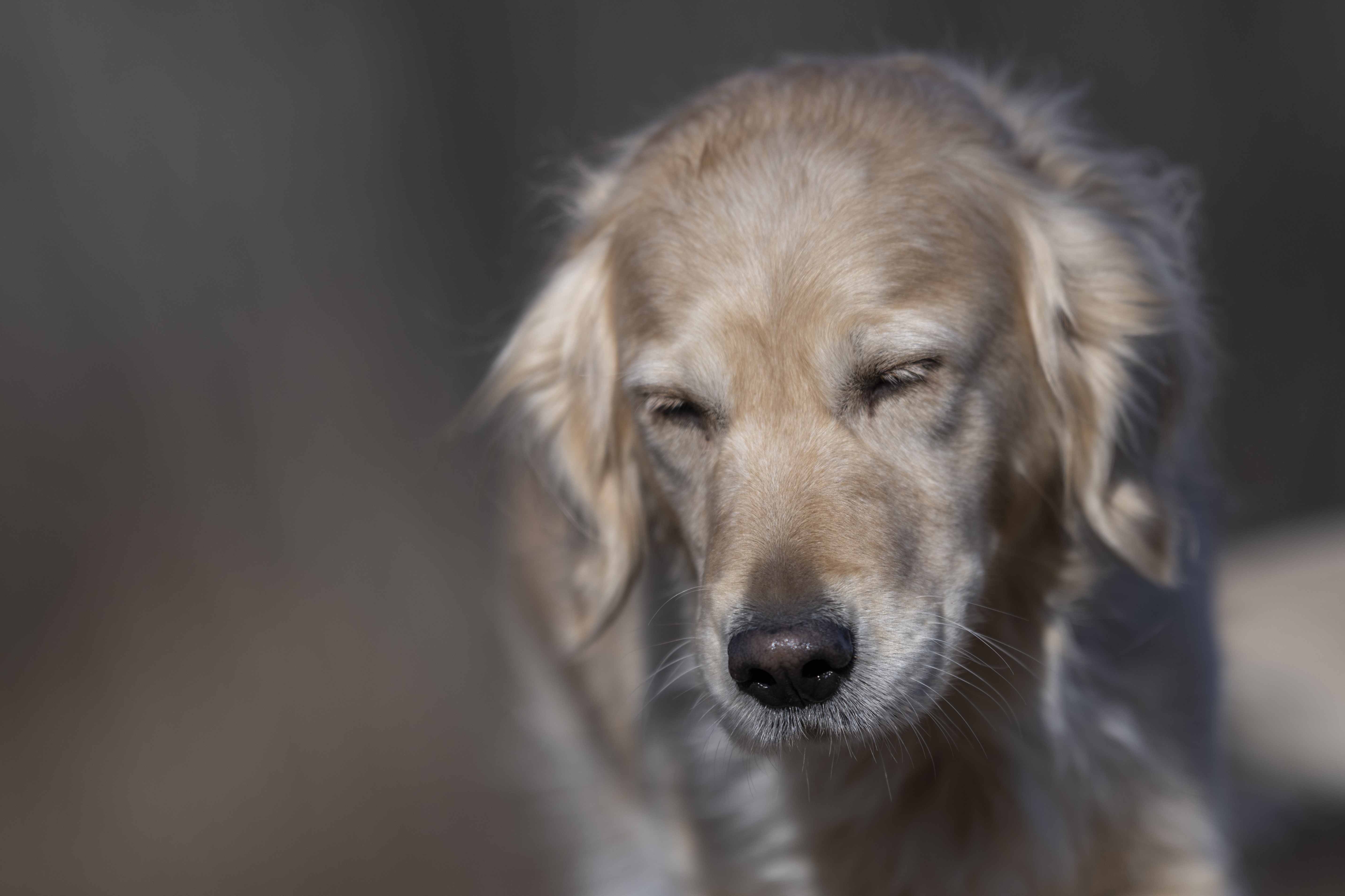 Our Dogs — Dingree MoBuddy0901