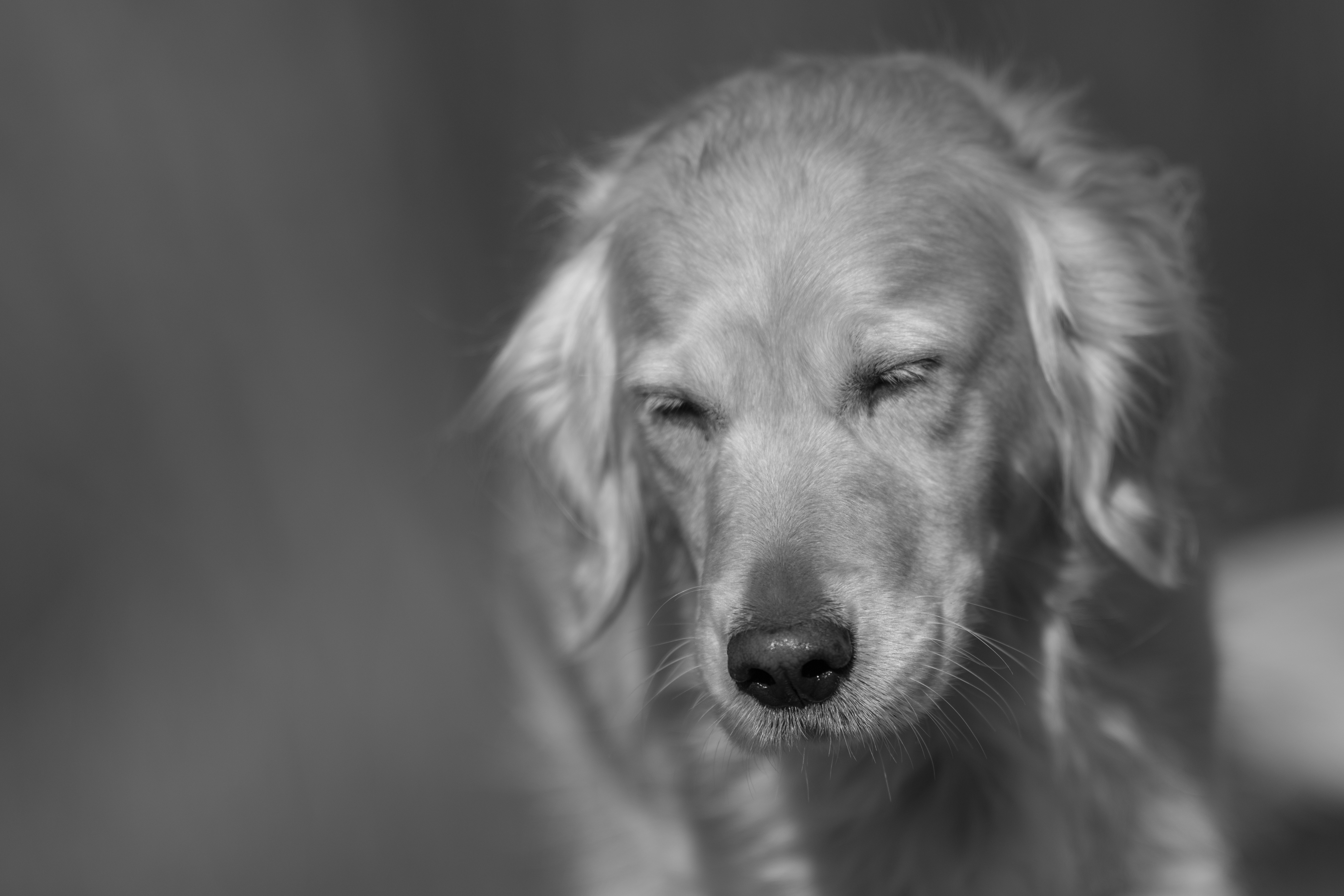 Our Dogs — Dingree MoBuddy0901 1