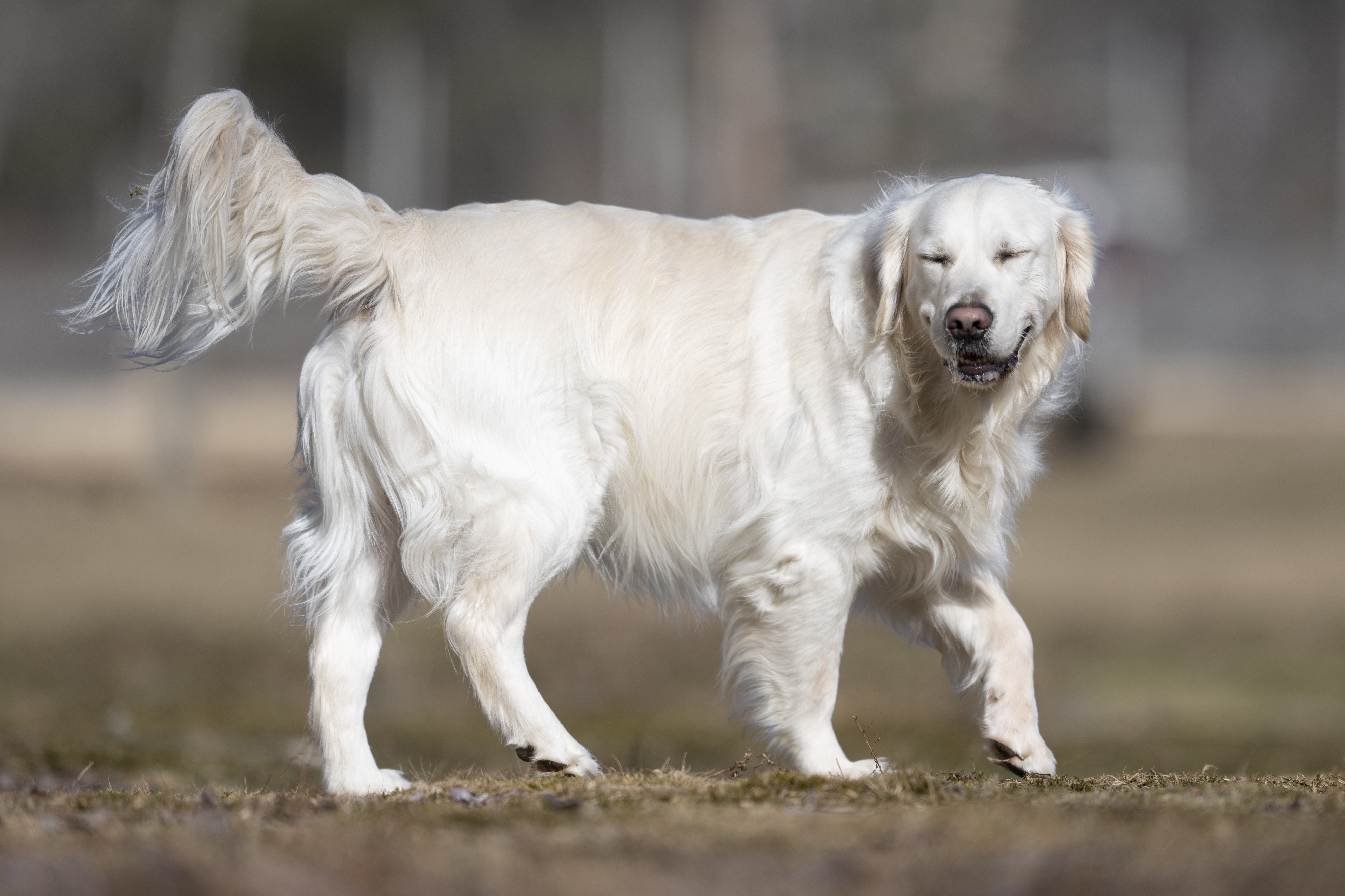 Our Dogs — Dingree MoBuddy0932