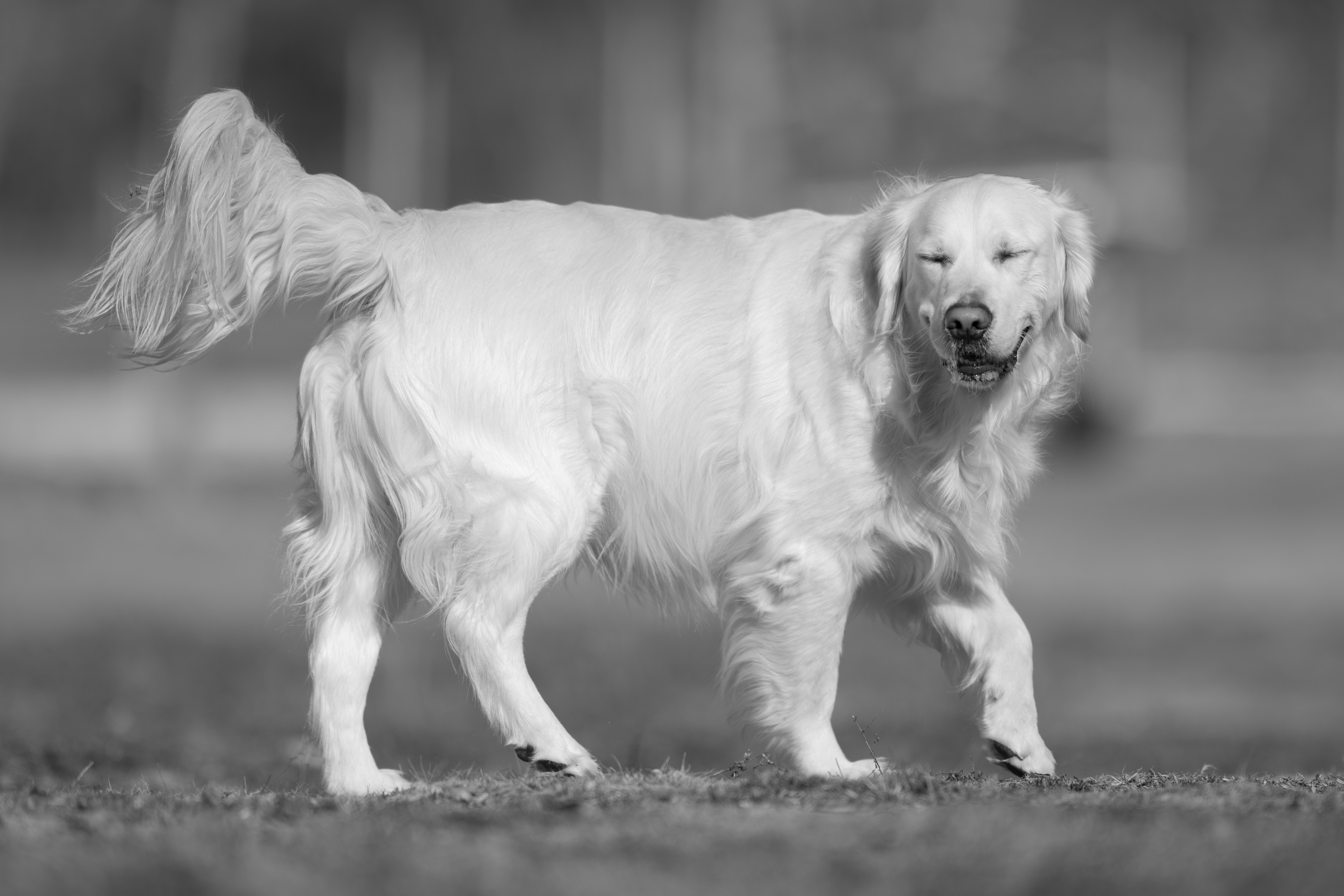 Our Dogs — Dingree MoBuddy0932 1