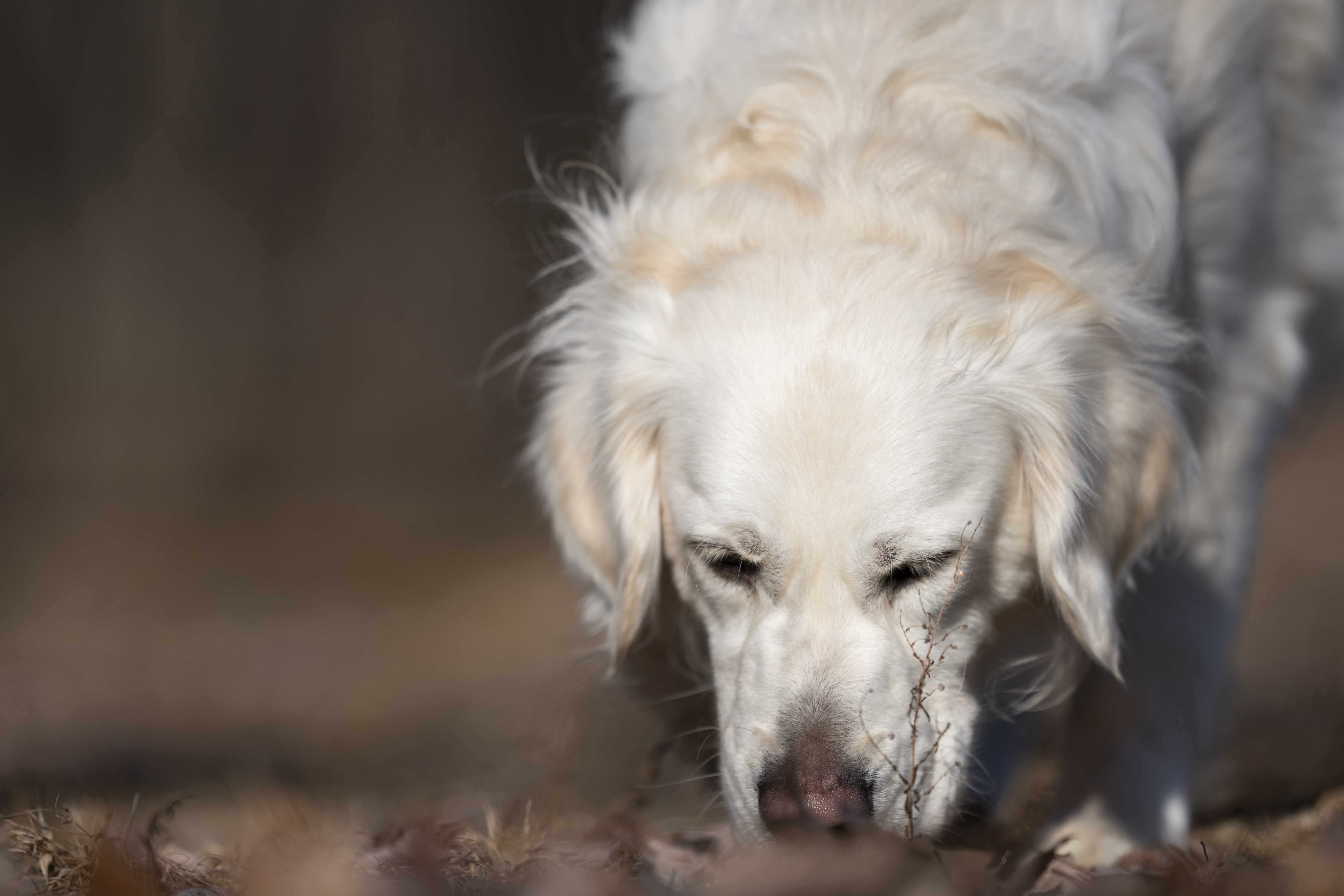 Our Dogs — Dingree MoBuddy0943