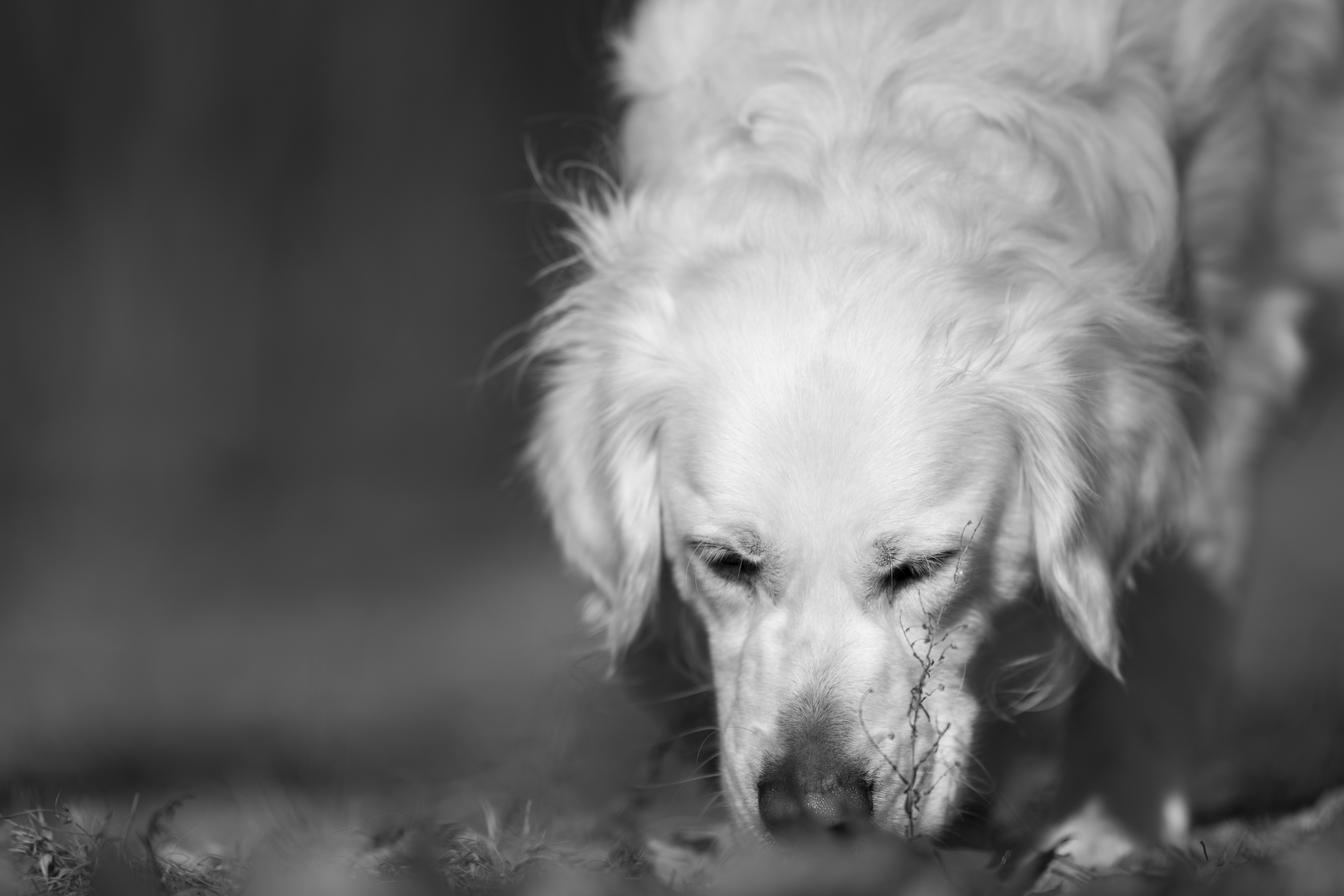 Our Dogs — Dingree MoBuddy0943 1