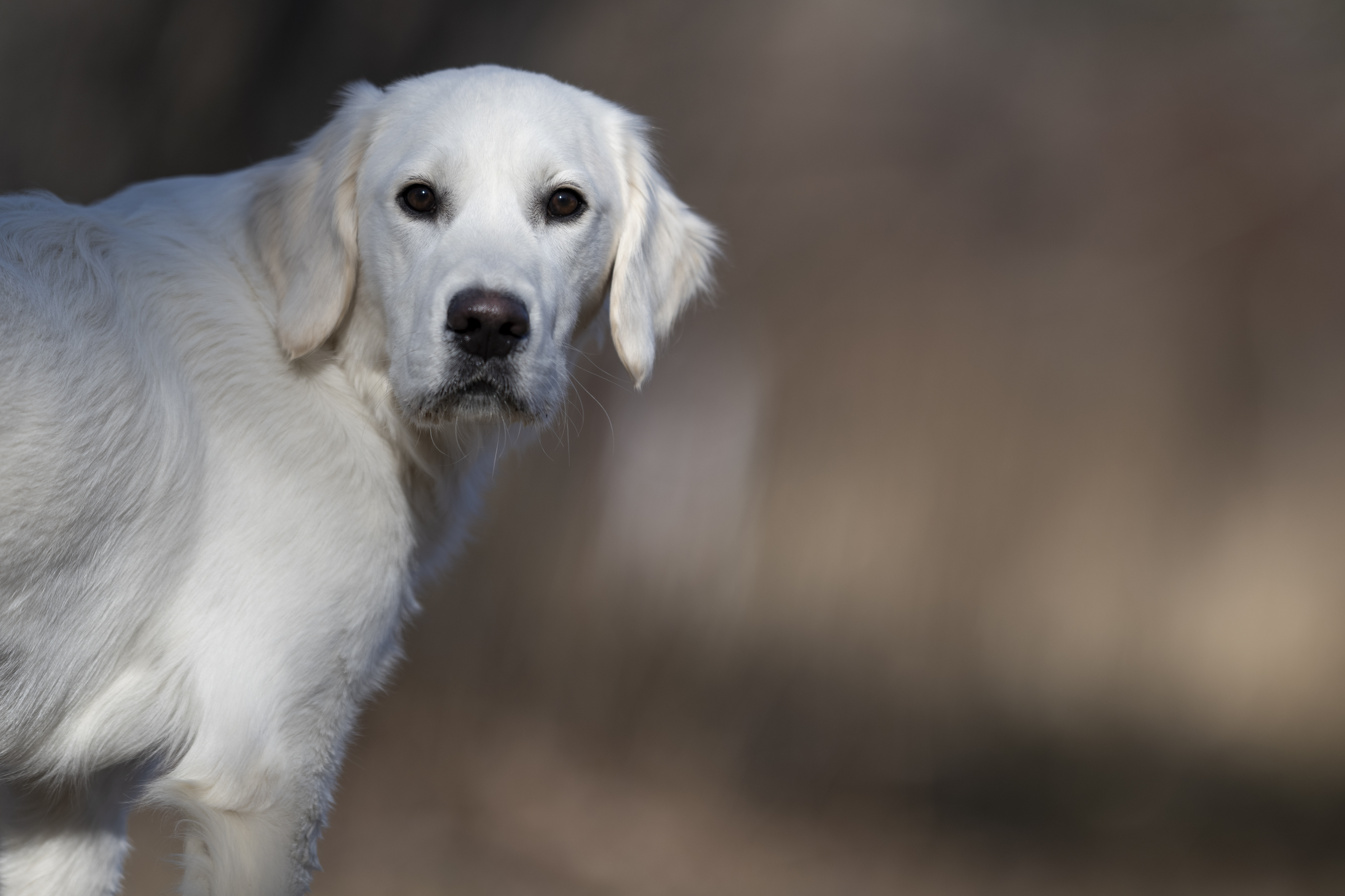 Our Dogs — Dingree MoBuddy1000