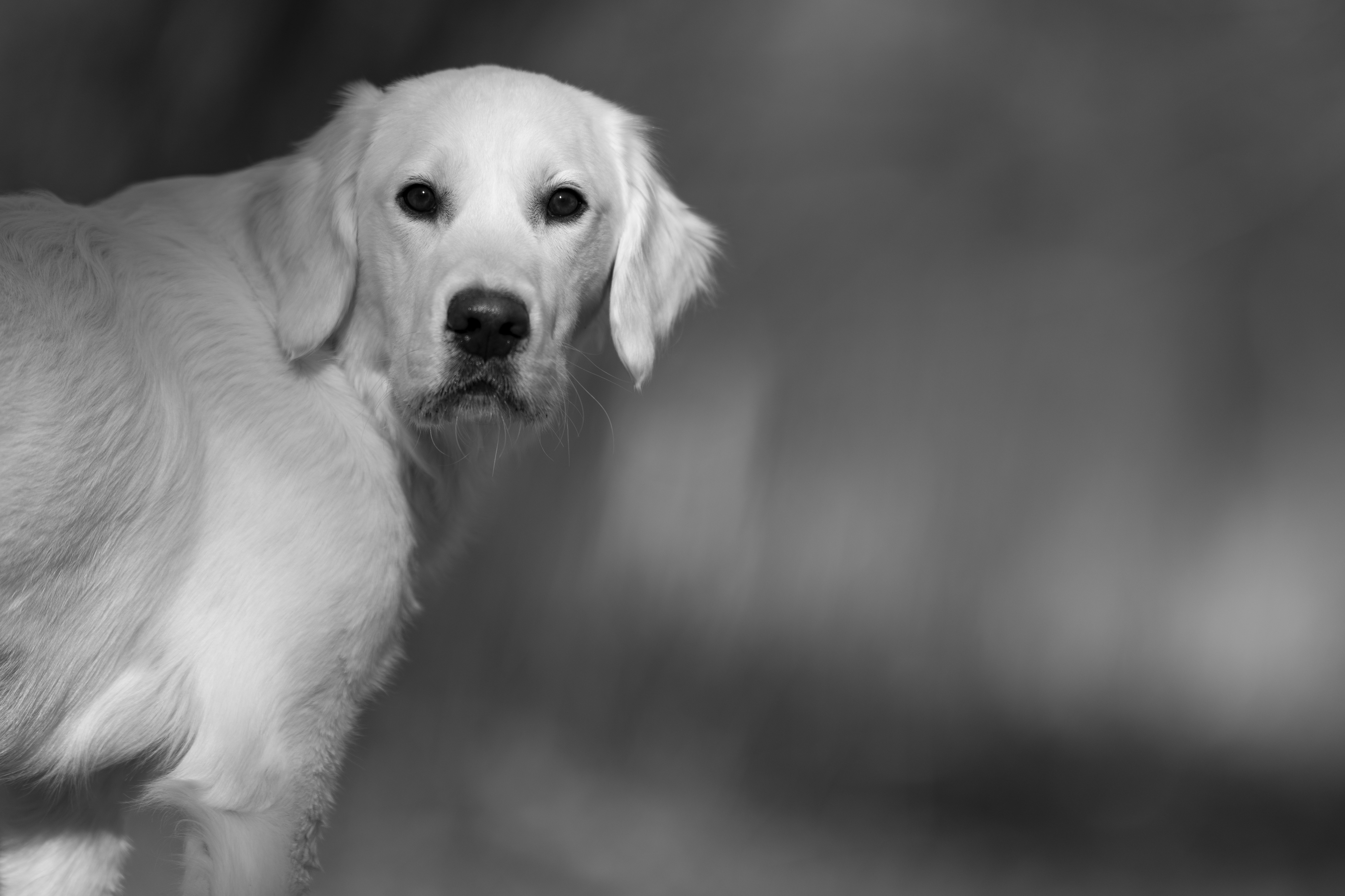 Our Dogs — Dingree MoBuddy1000 1