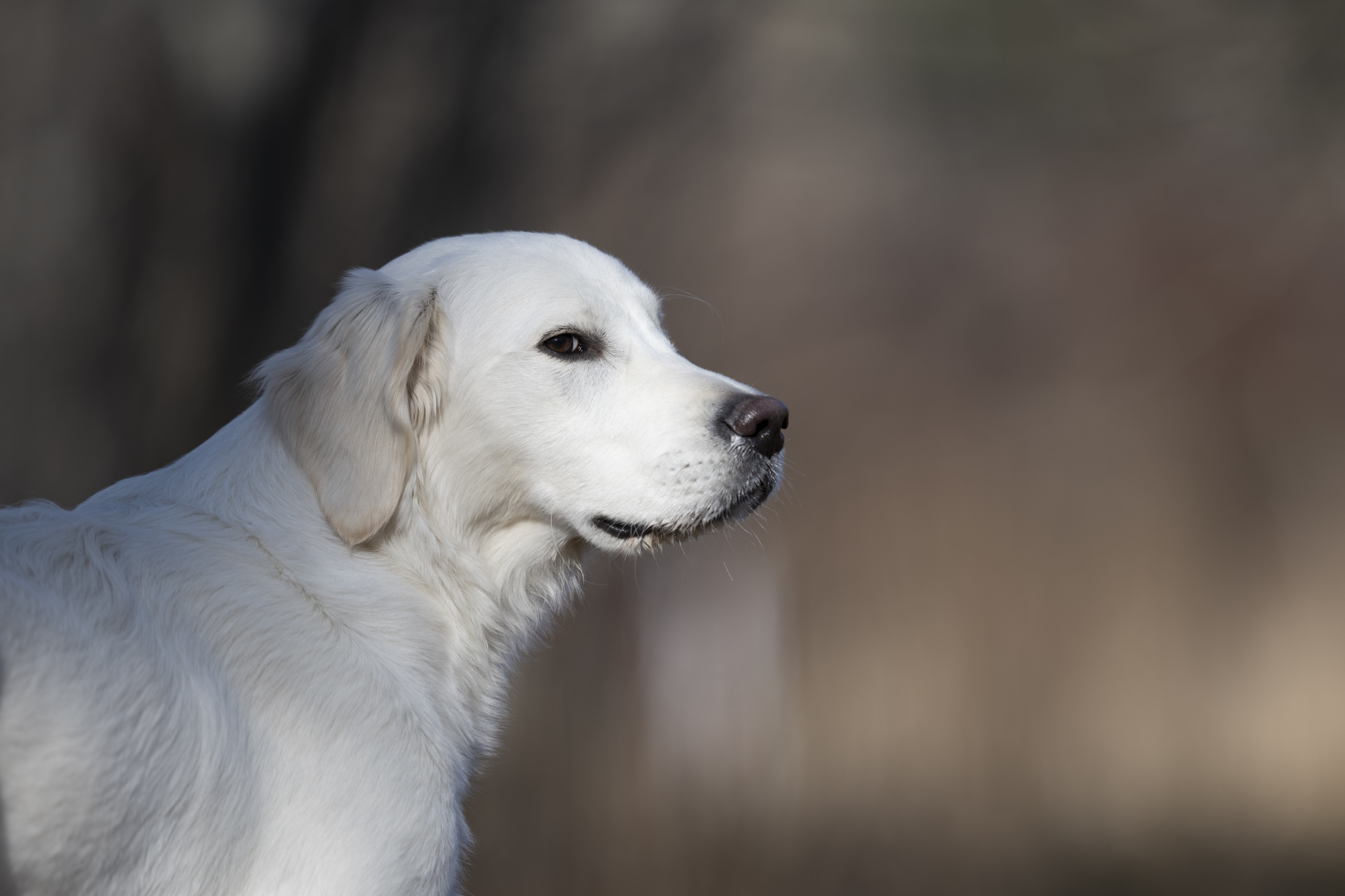 Our Dogs — Dingree MoBuddy1013