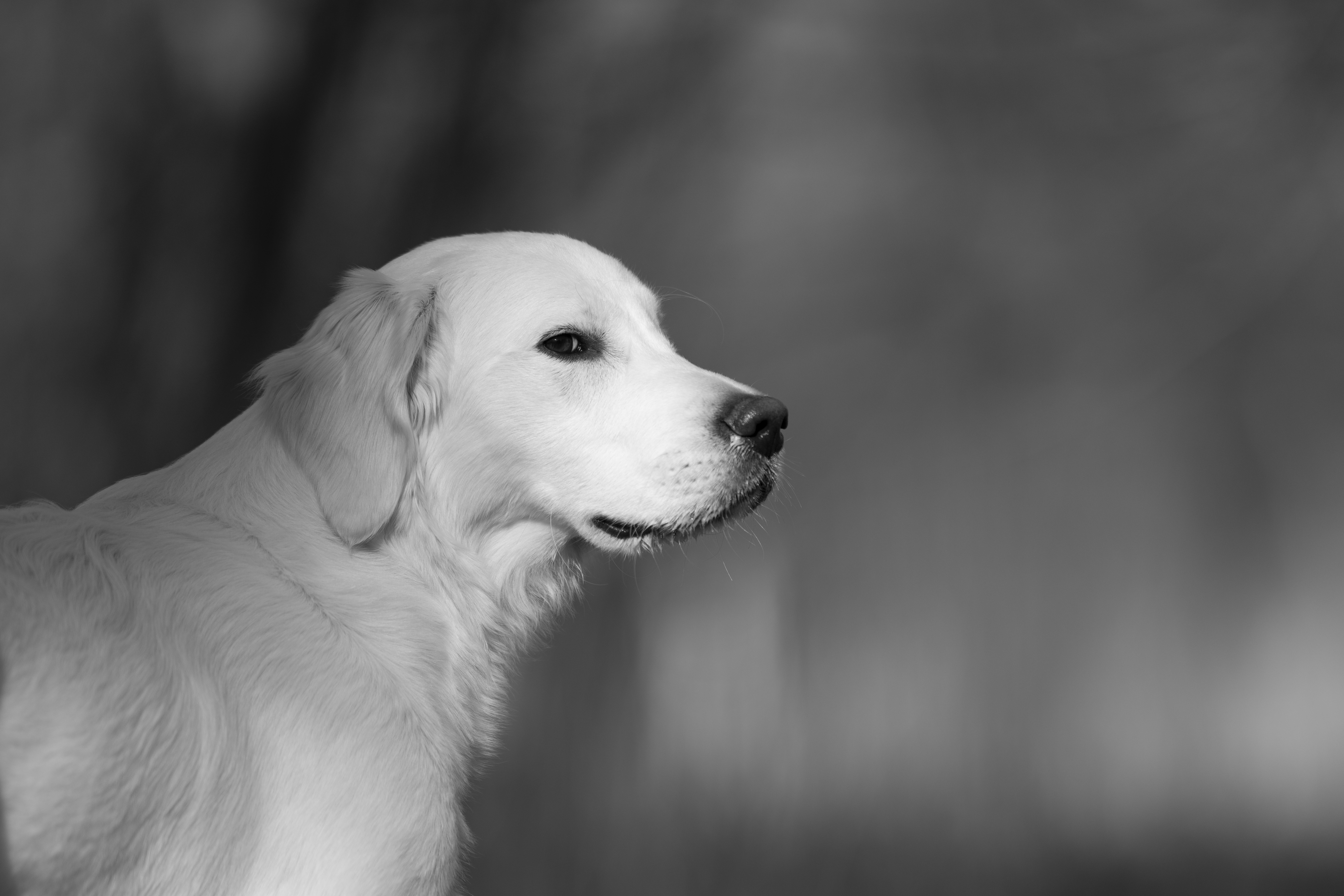 Our Dogs — Dingree MoBuddy1013 1