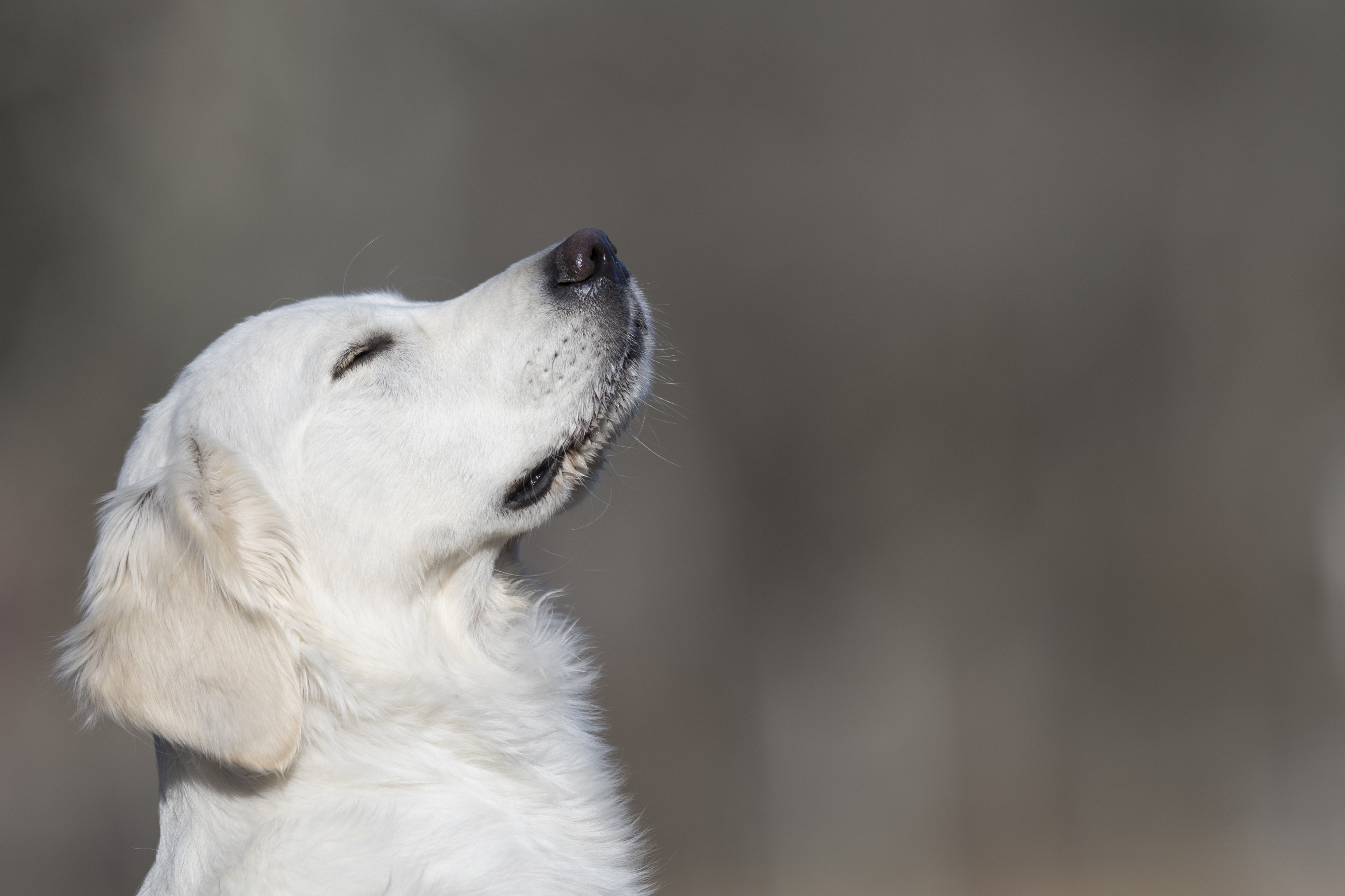 Our Dogs — Dingree MoBuddy1162