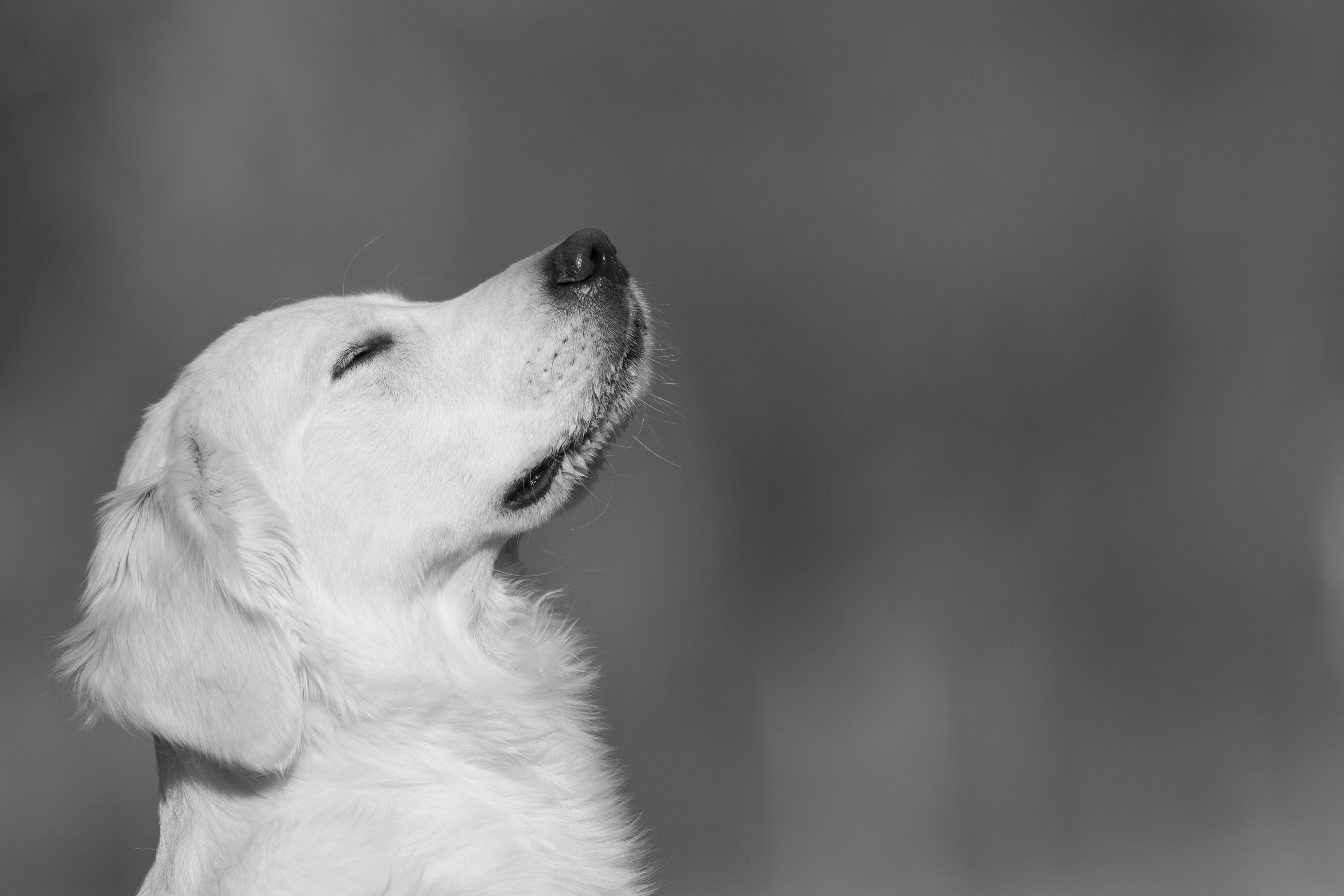 Our Dogs — Dingree MoBuddy1162 1