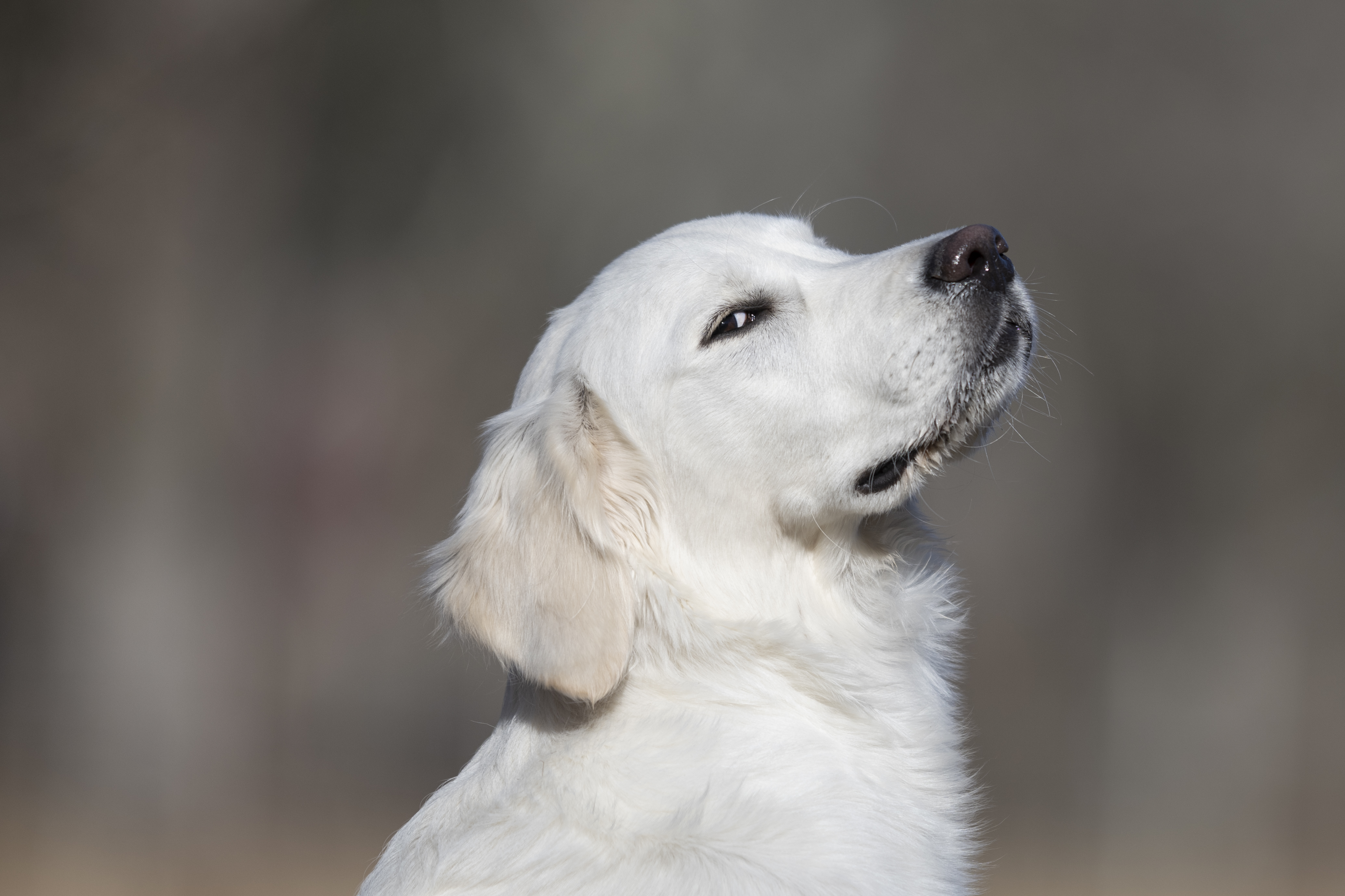 Our Dogs — Dingree MoBuddy1163