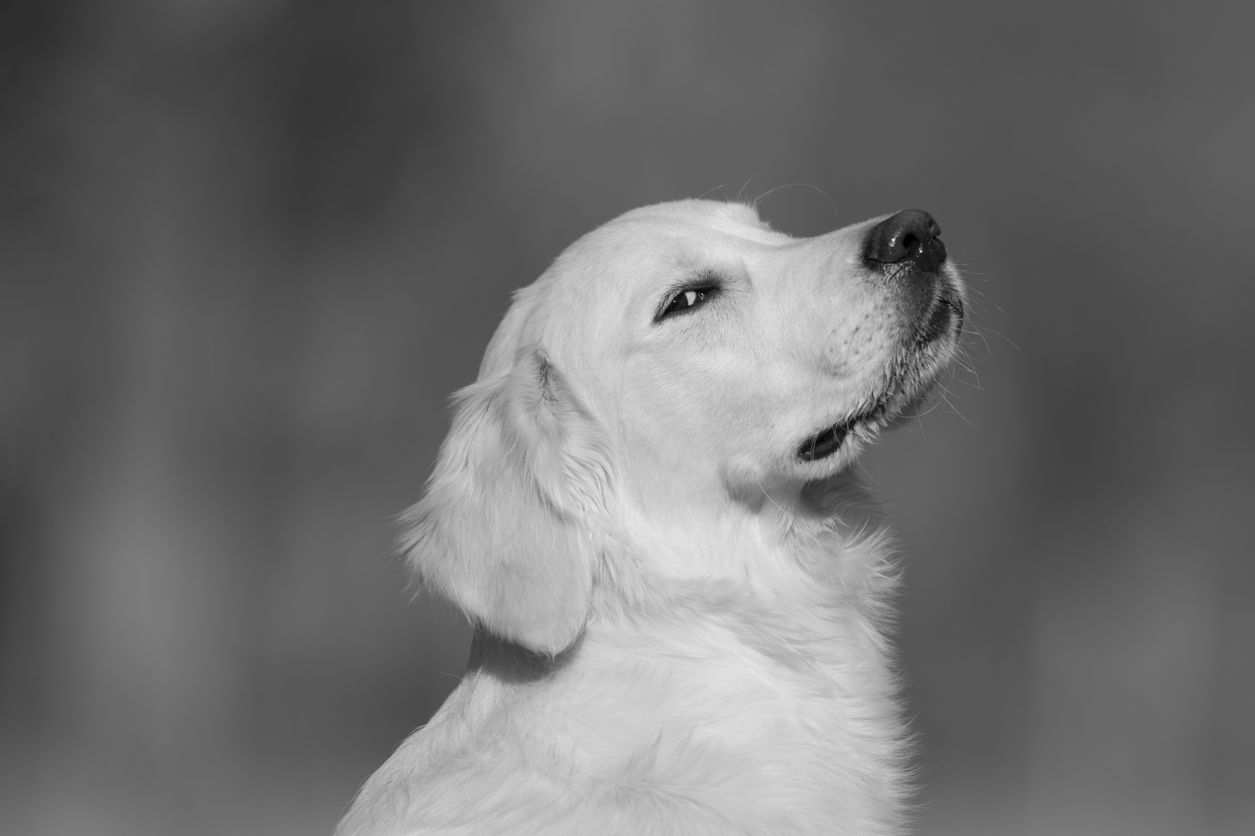 Our Dogs — Dingree MoBuddy1163 1