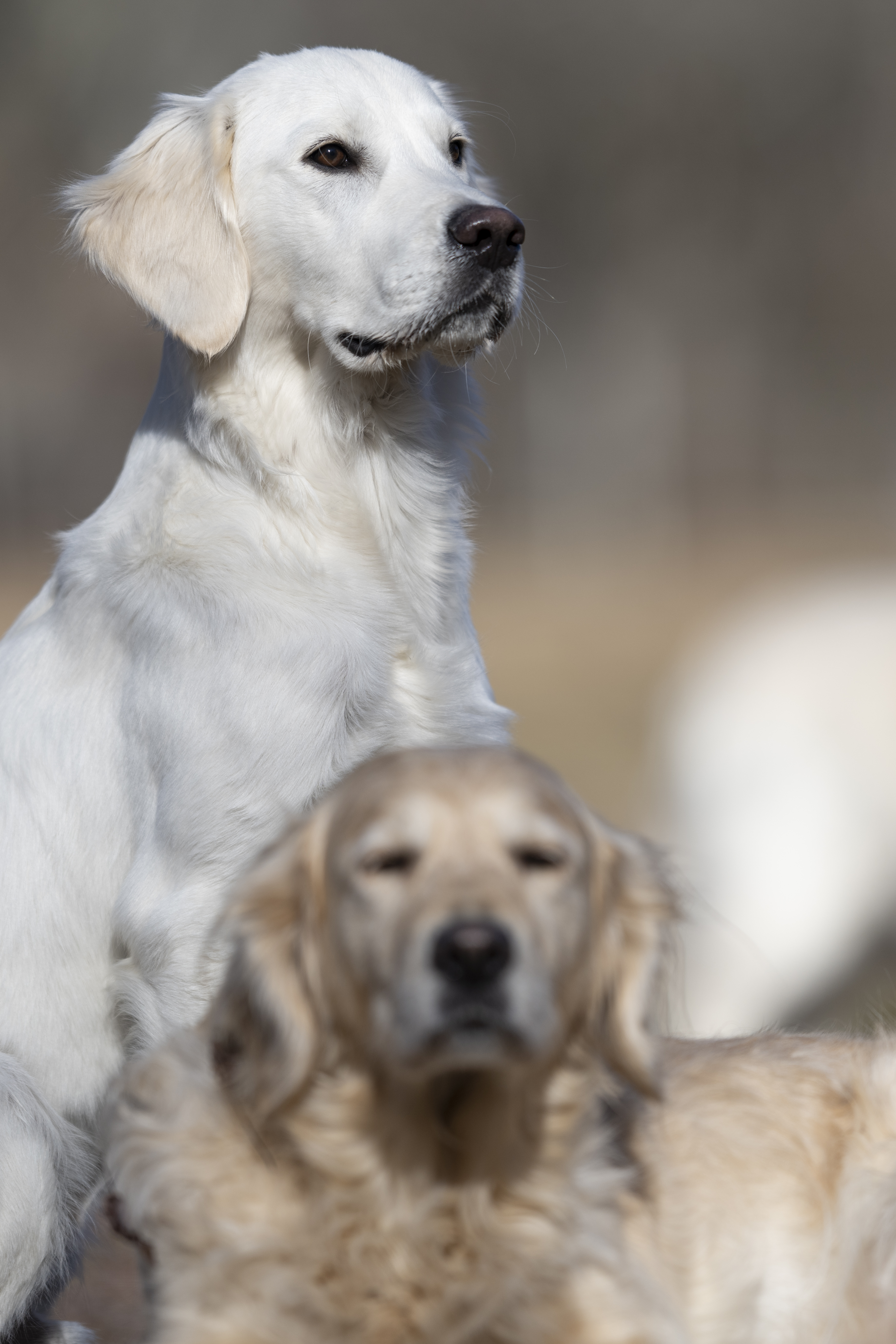 Our Dogs — Dingree MoBuddy1185