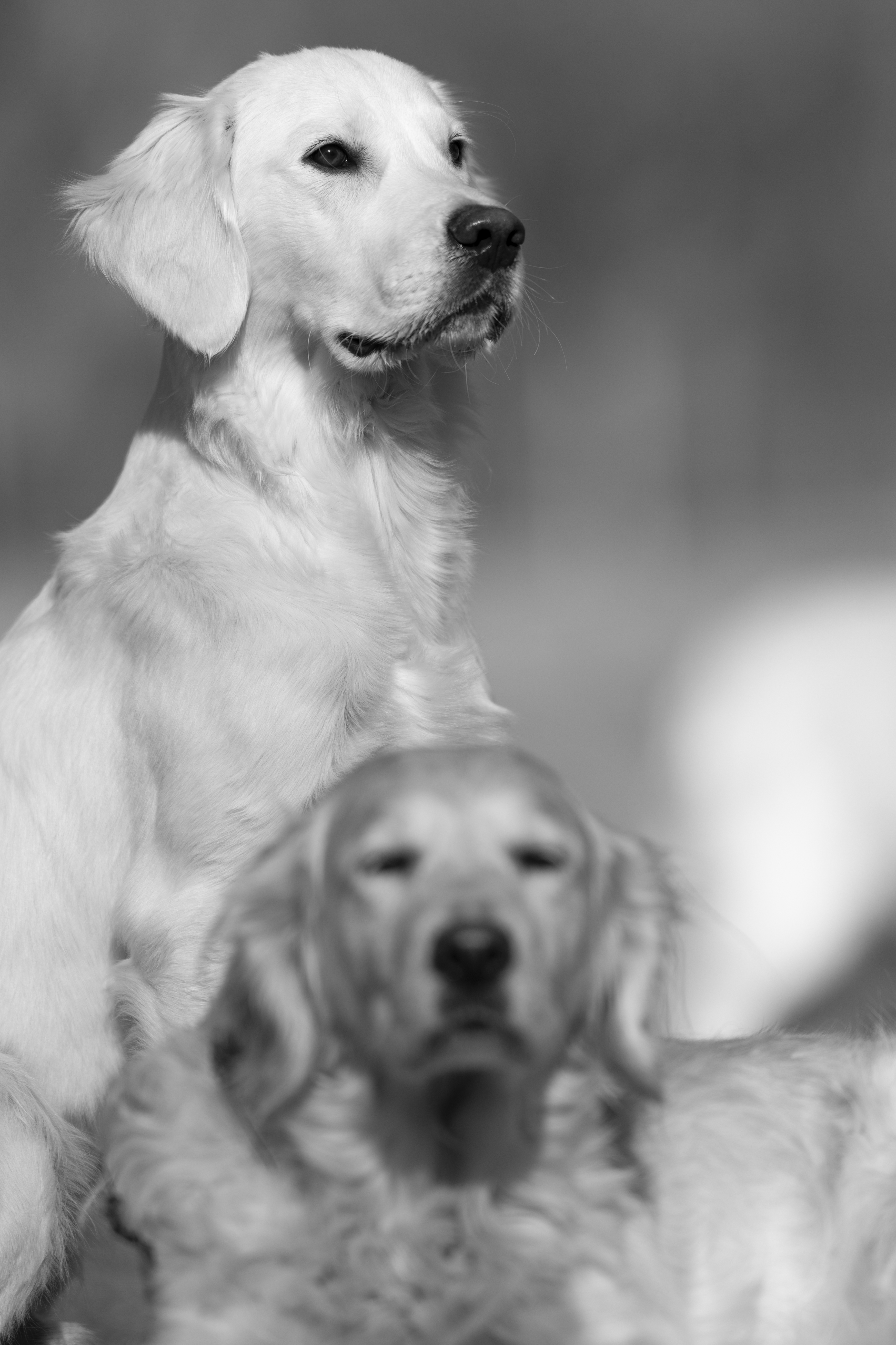 Our Dogs — Dingree MoBuddy1185 1