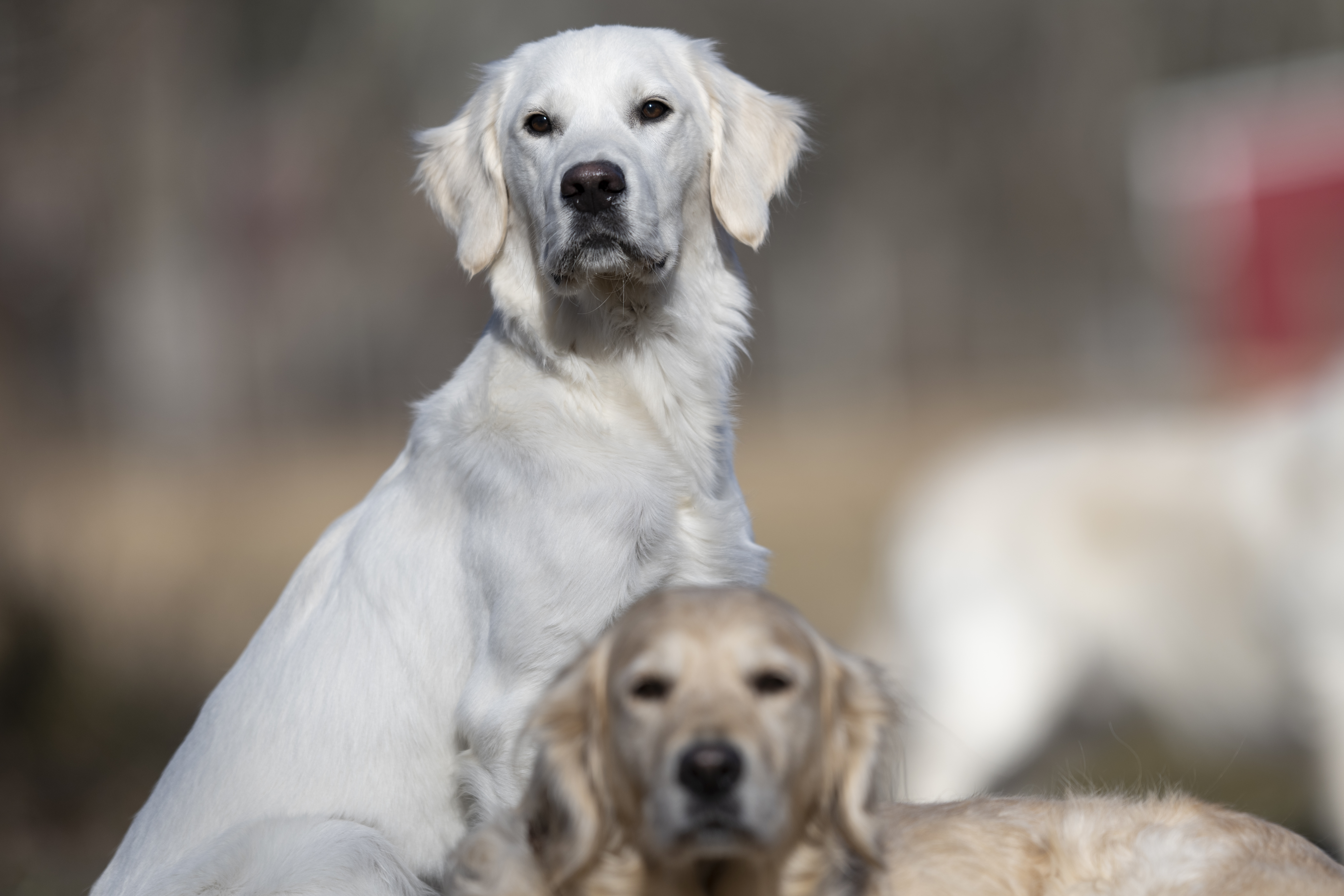 Our Dogs — Dingree MoBuddy1190