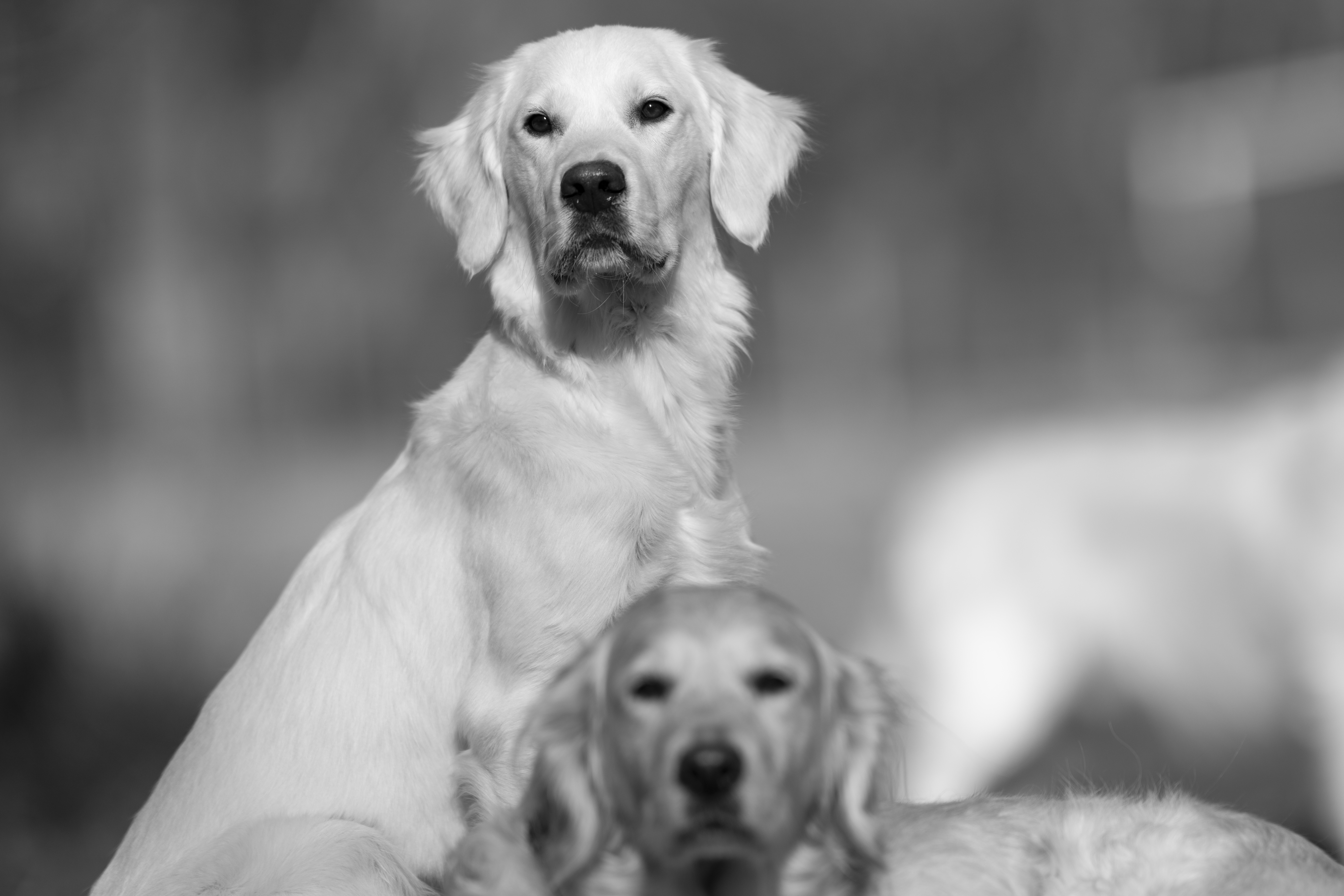 Our Dogs — Dingree MoBuddy1190 1