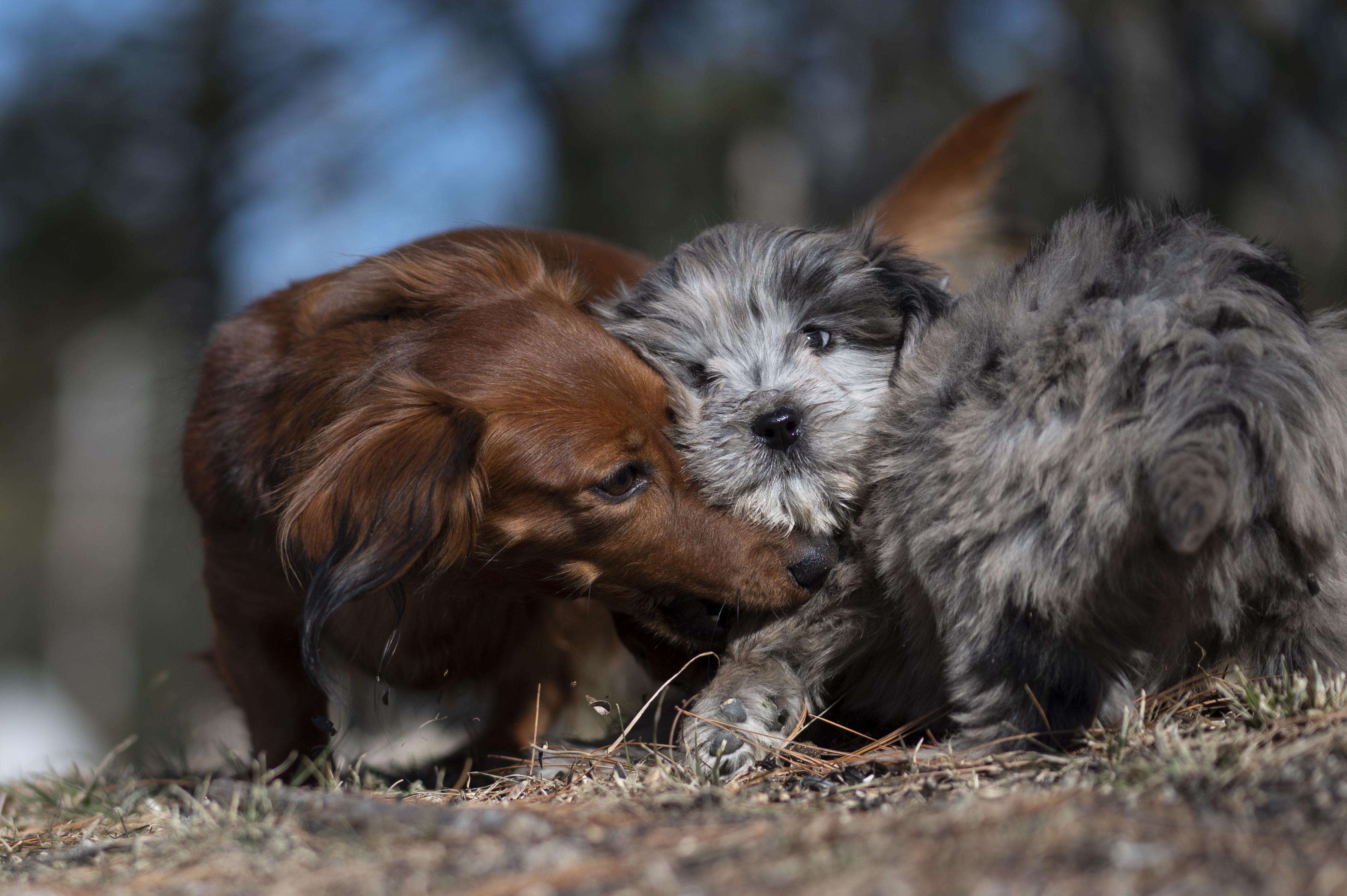 Our Dogs — Doods003