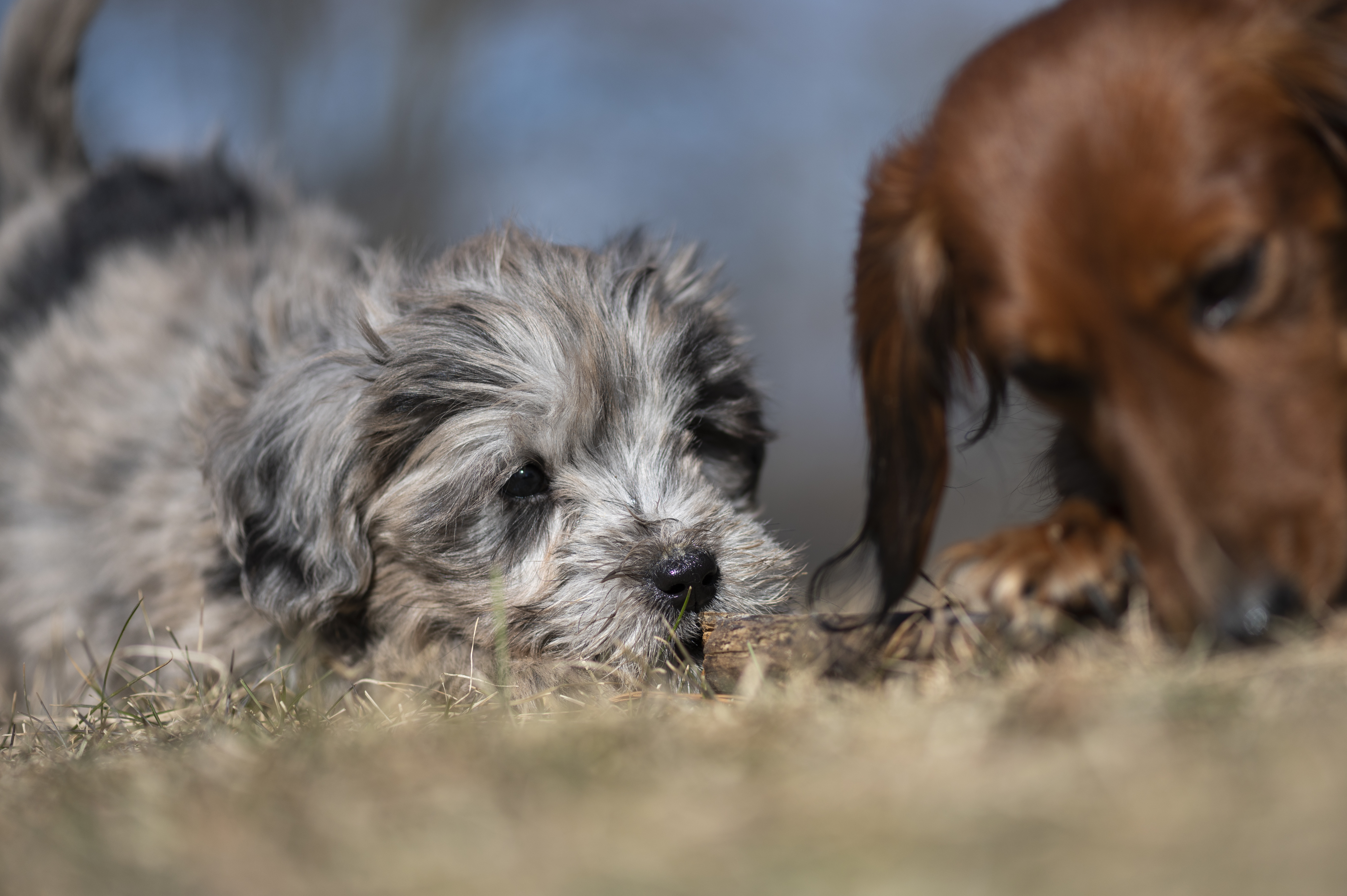 Our Dogs — Doods043 1