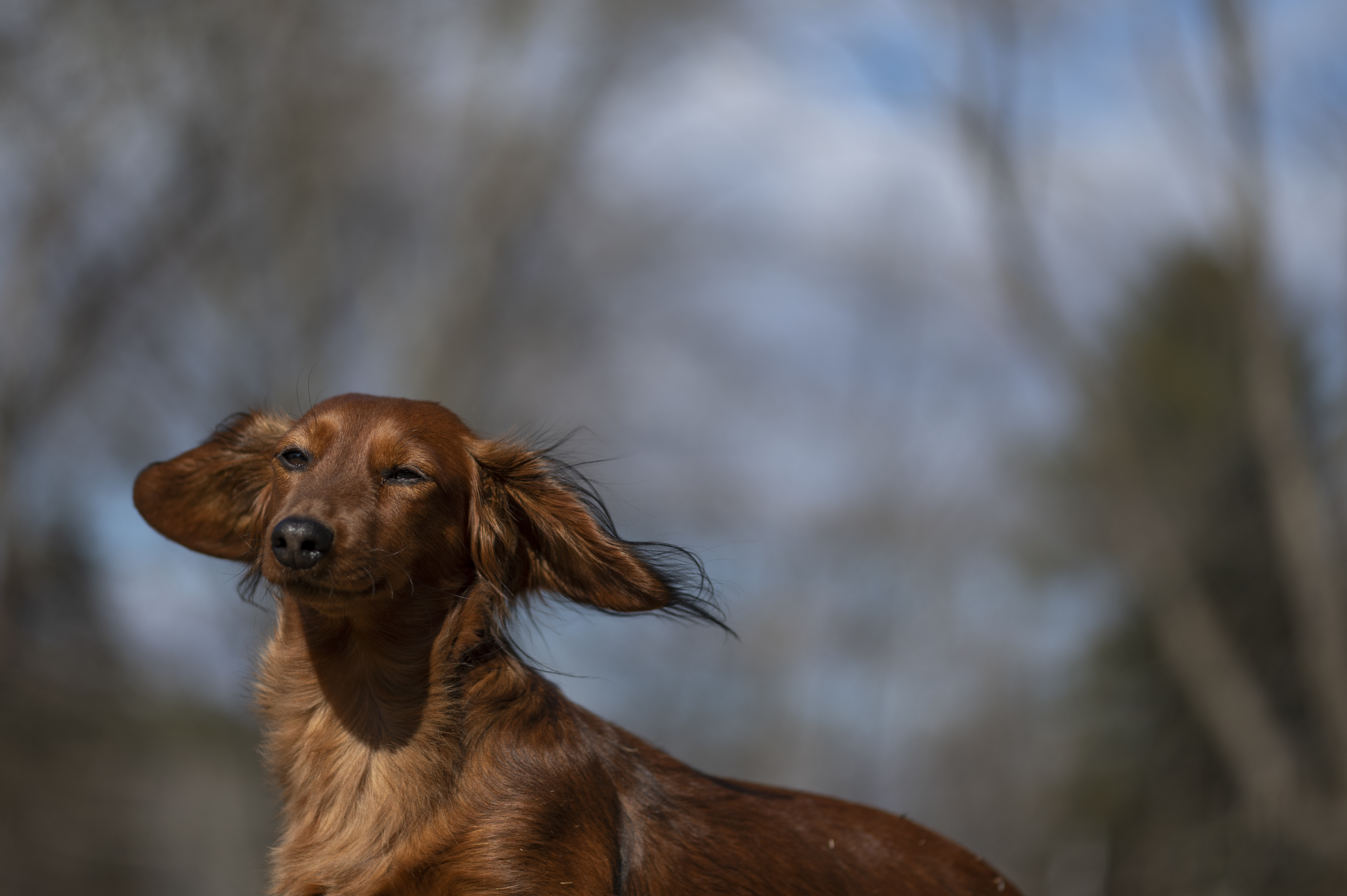 Our Dogs — Doods069