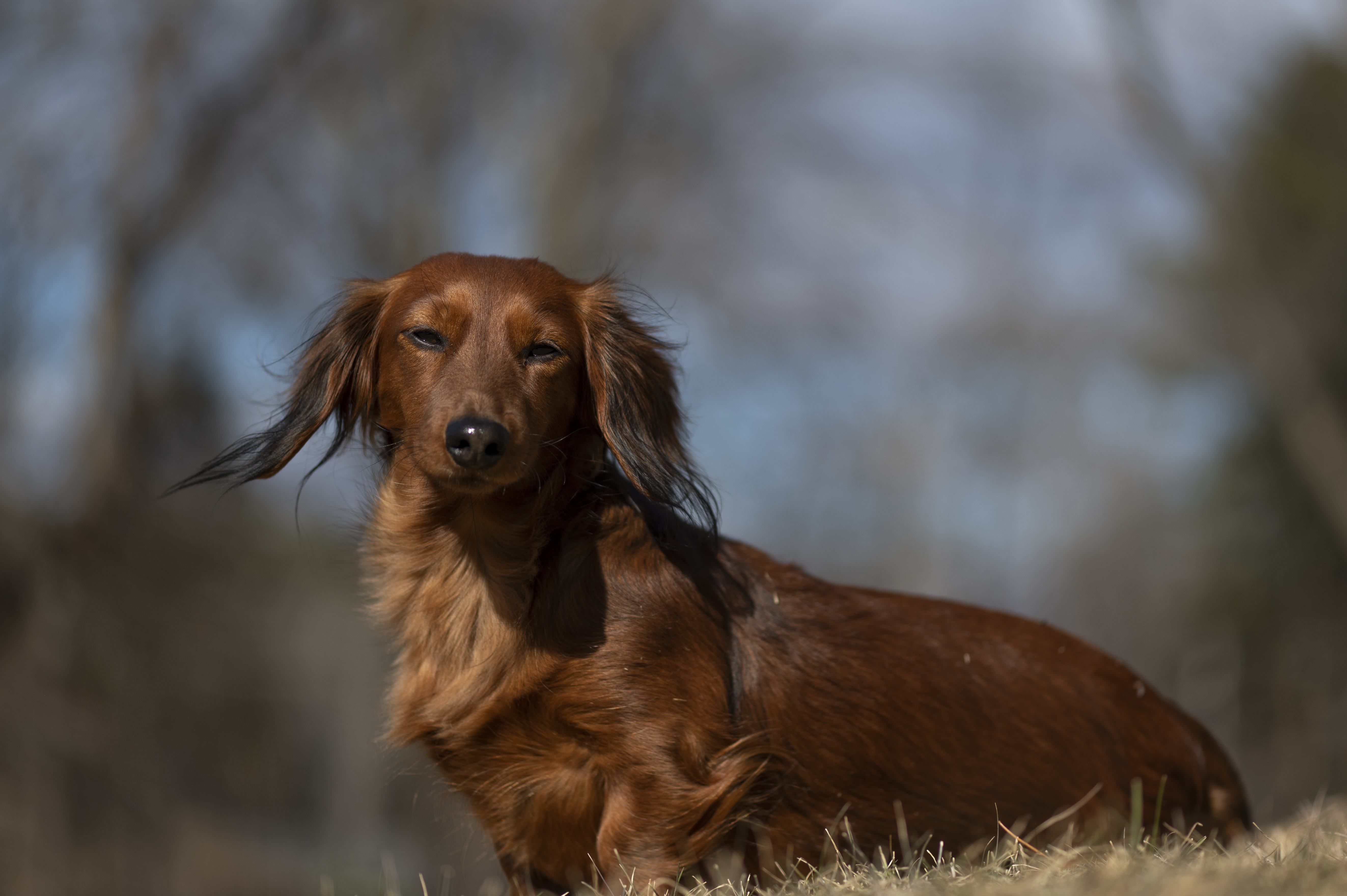 Our Dogs — Doods083