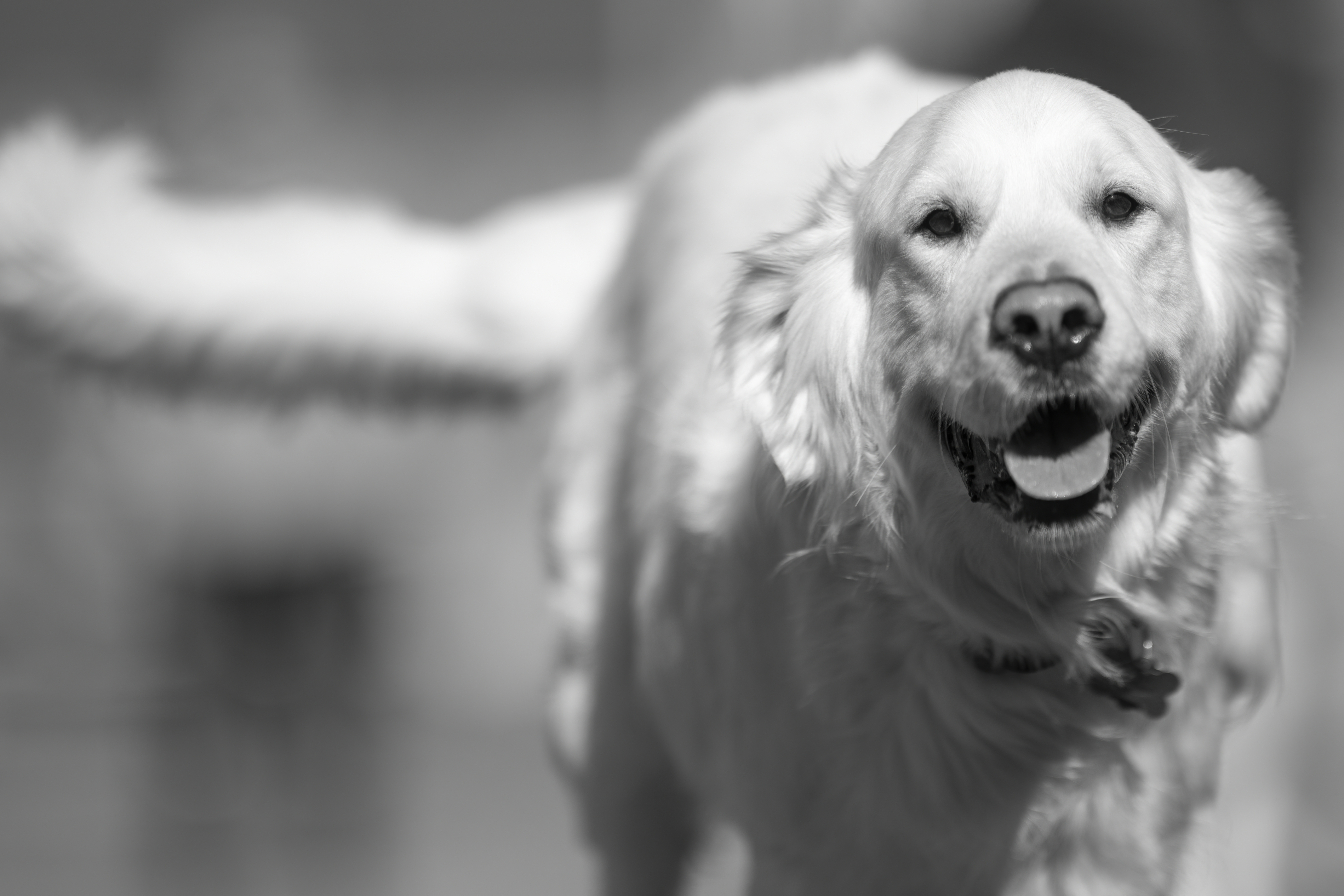 Our Dogs — ZoeFinnBourgeois0009 2 f