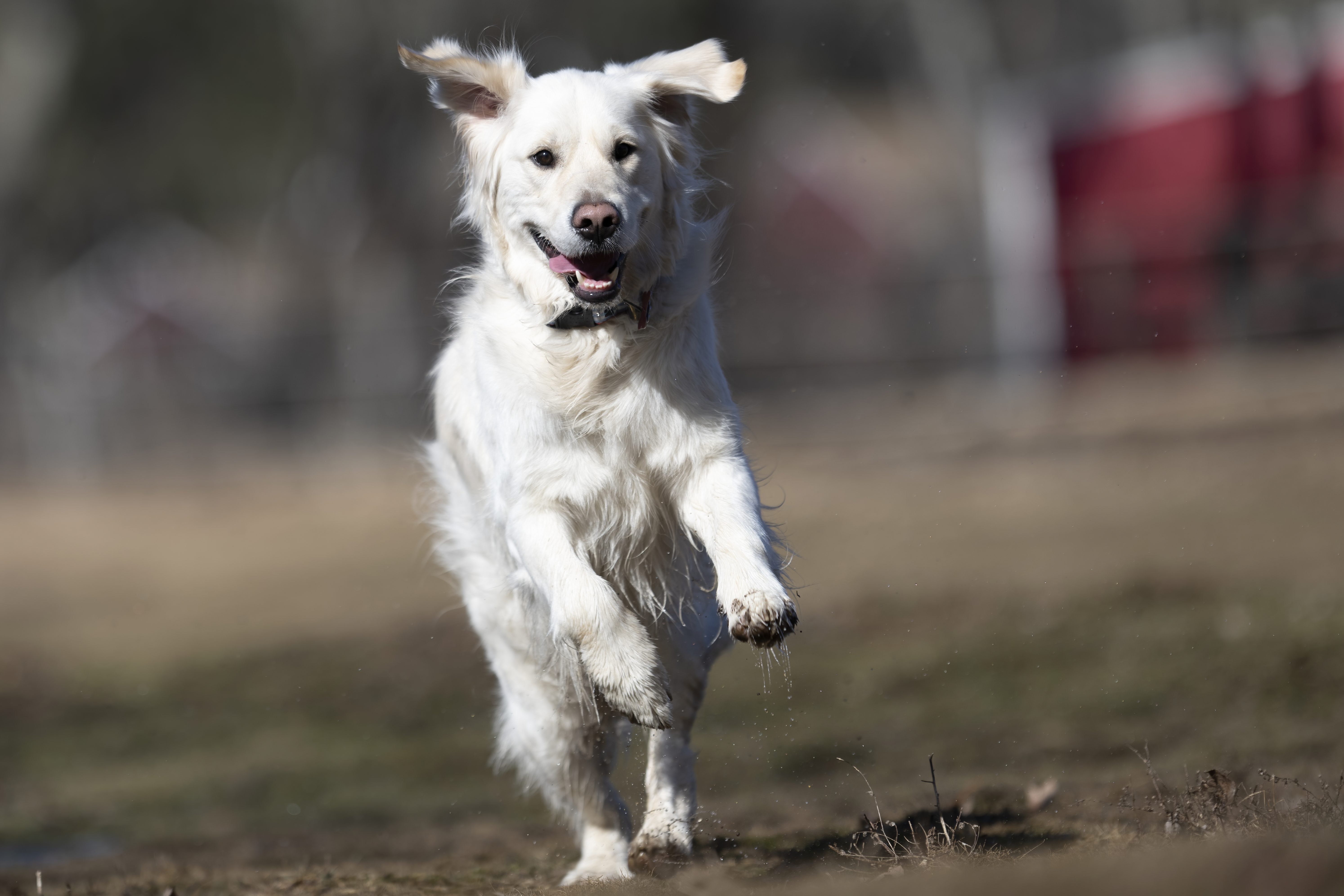 Our Dogs — ZoeFinnBourgeois0069 f