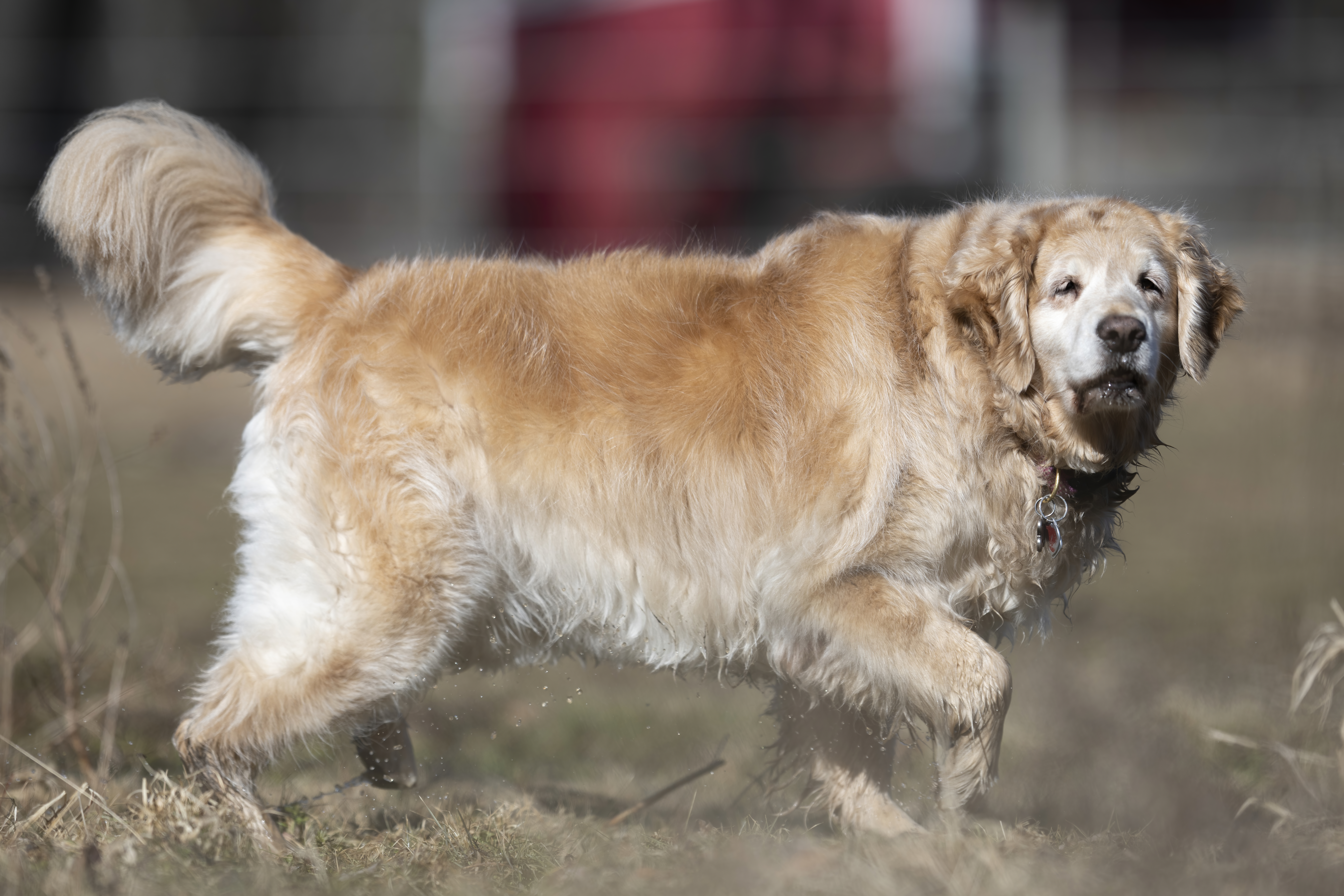 Our Dogs — ZoeFinnBourgeois0119 1 f