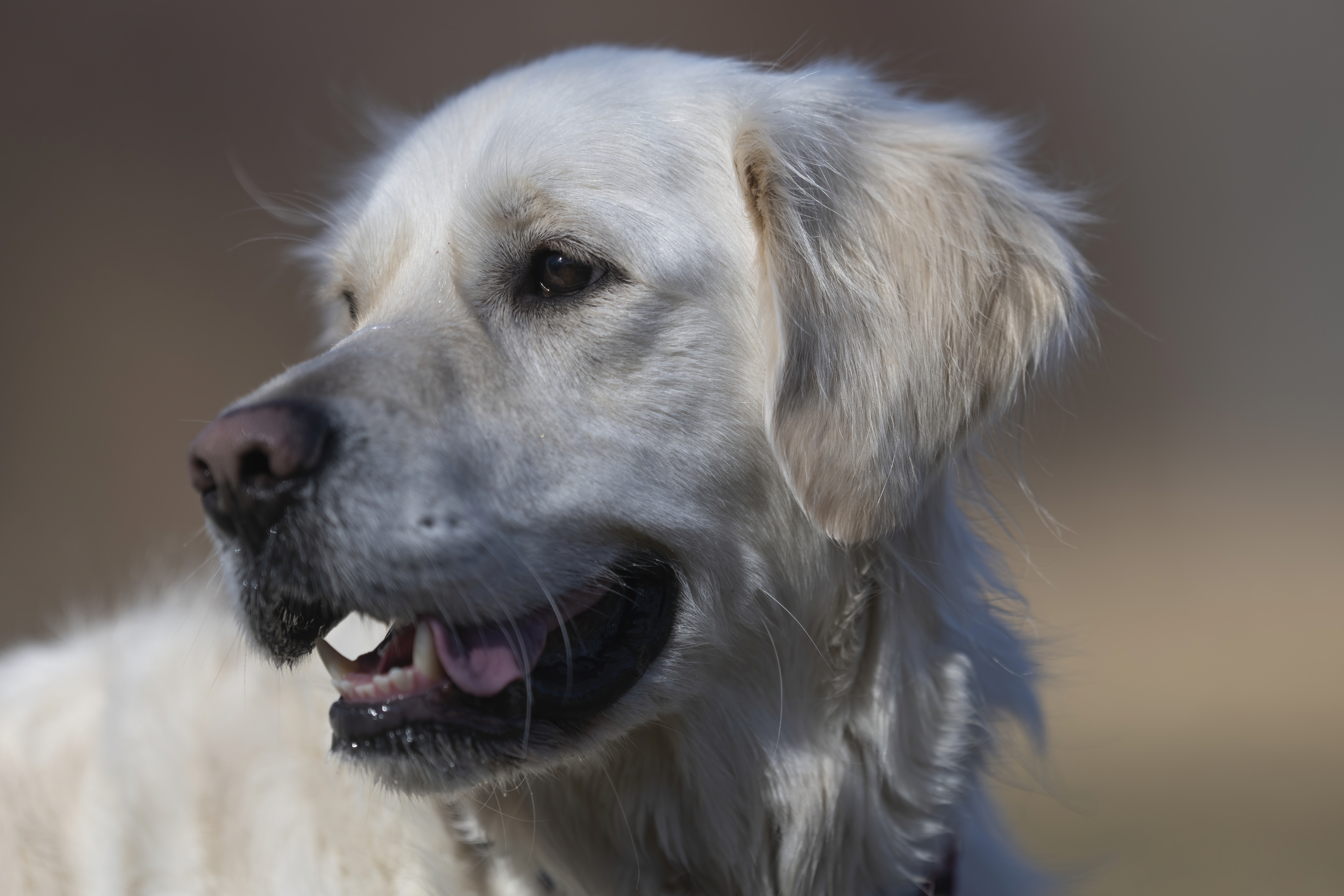 Our Dogs — ZoeFinnBourgeois0131 f