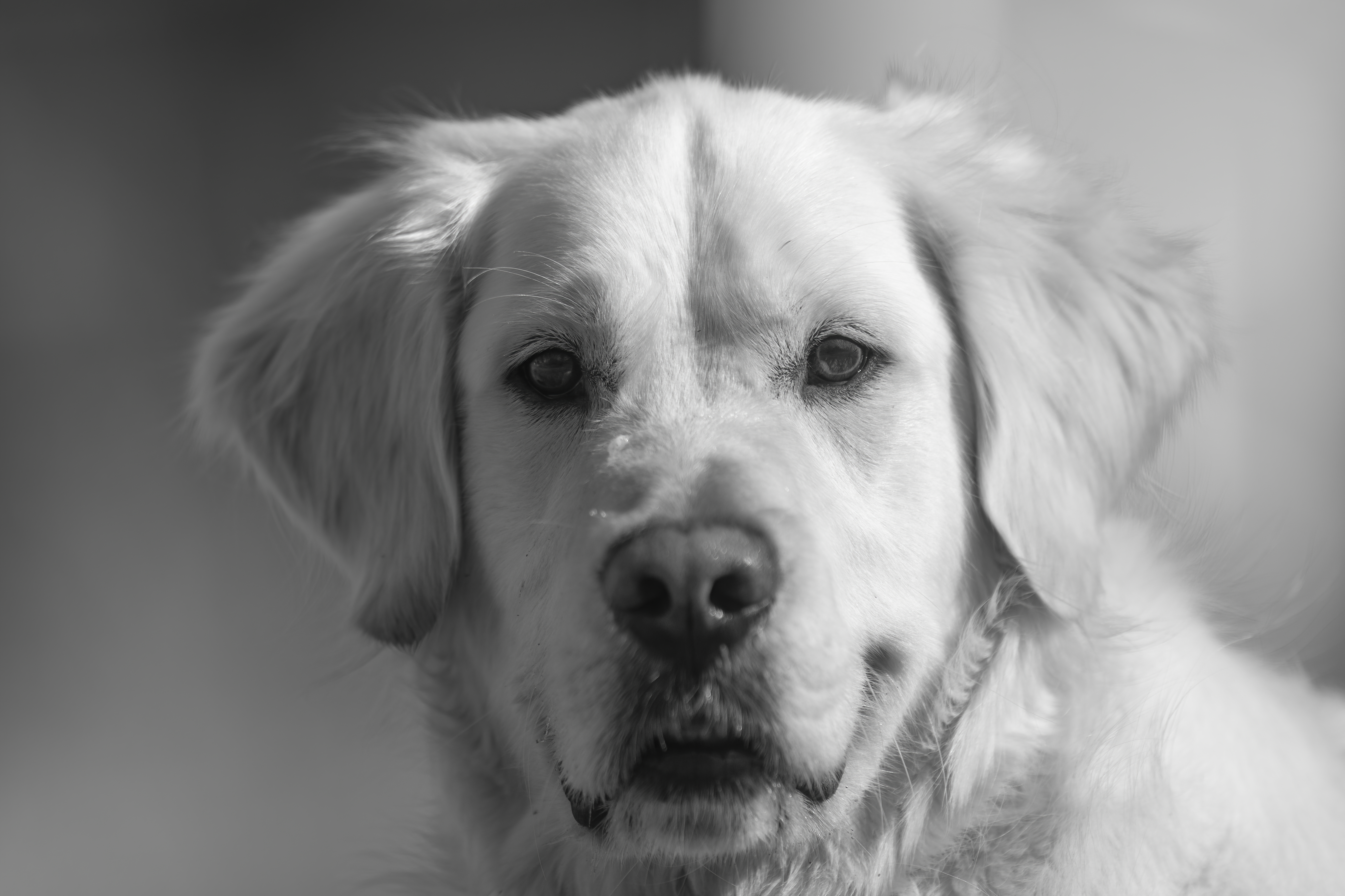 Our Dogs — ZoeFinnBourgeois0244 f