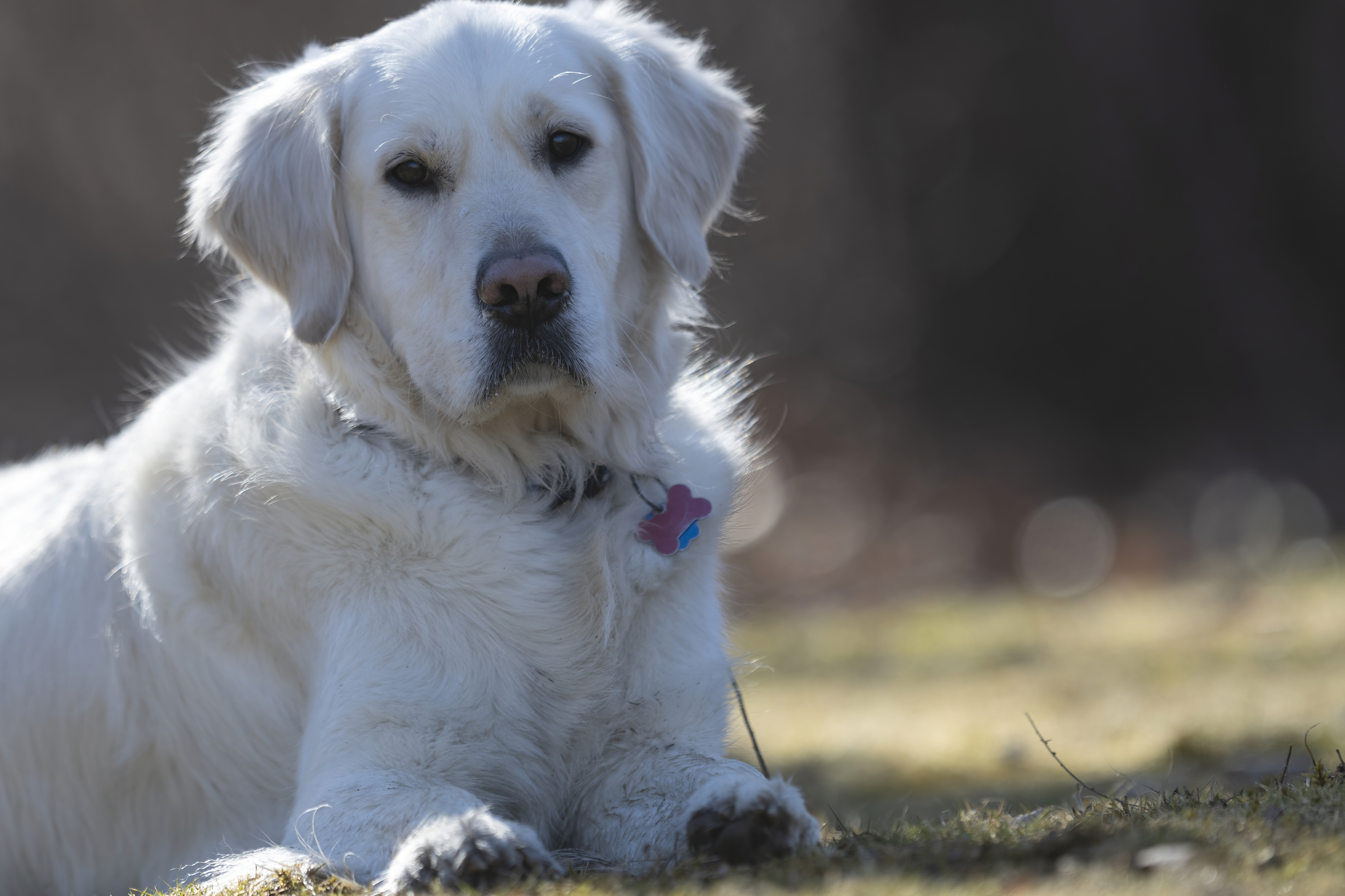 Our Dogs — ZoeFinnBourgeois0584 f