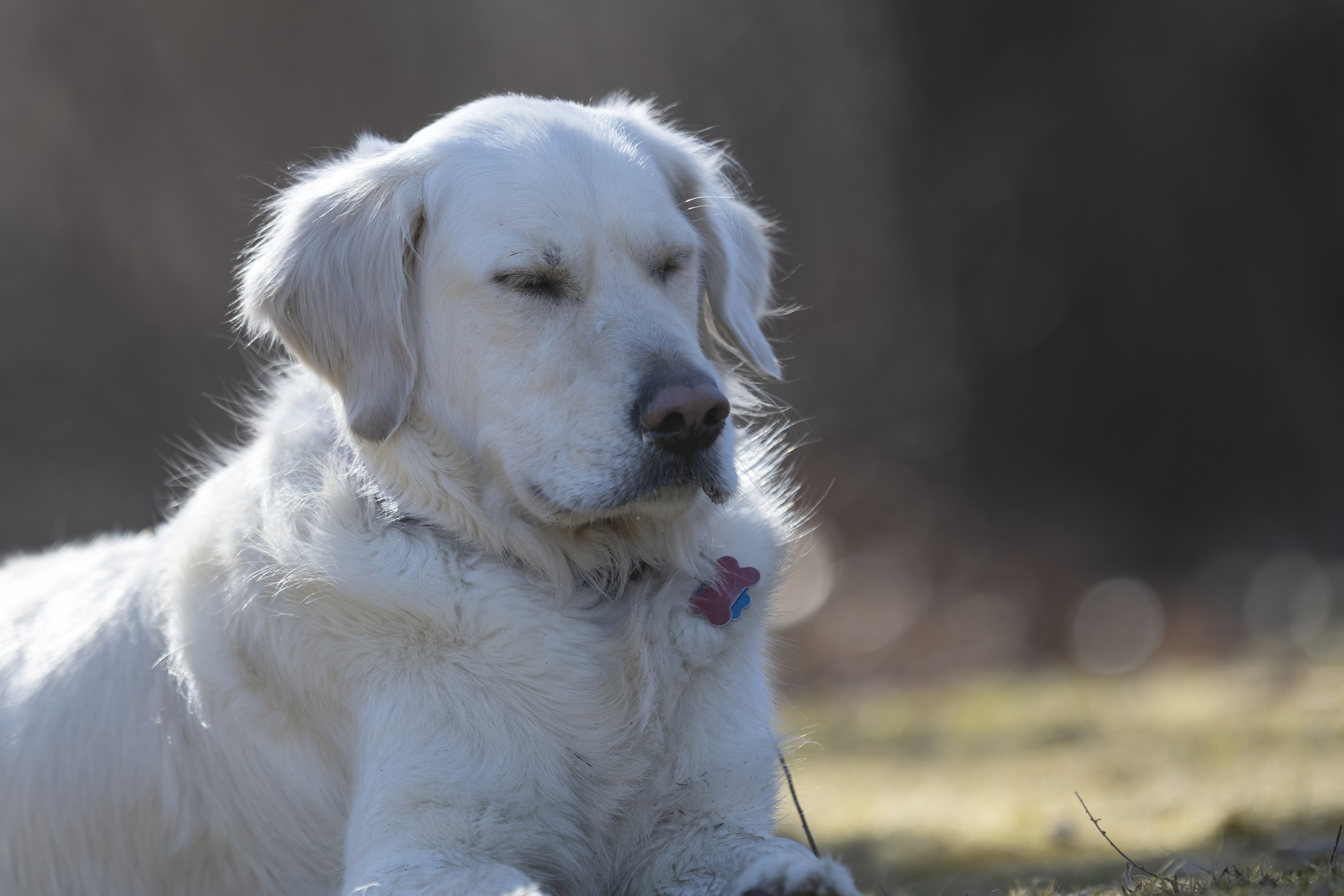 Our Dogs — ZoeFinnBourgeois0585 1 f