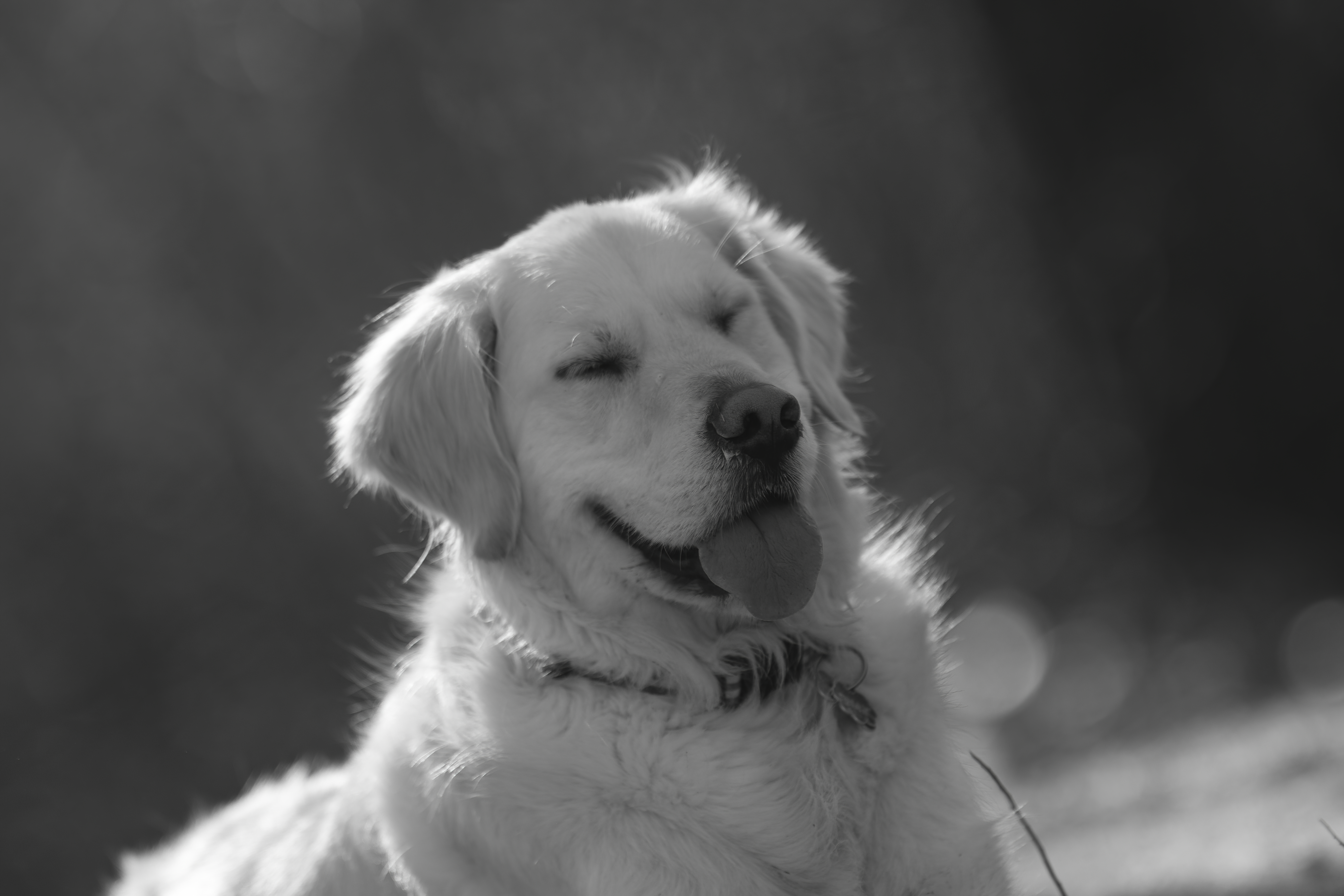 Our Dogs — ZoeFinnBourgeois0600 1 f