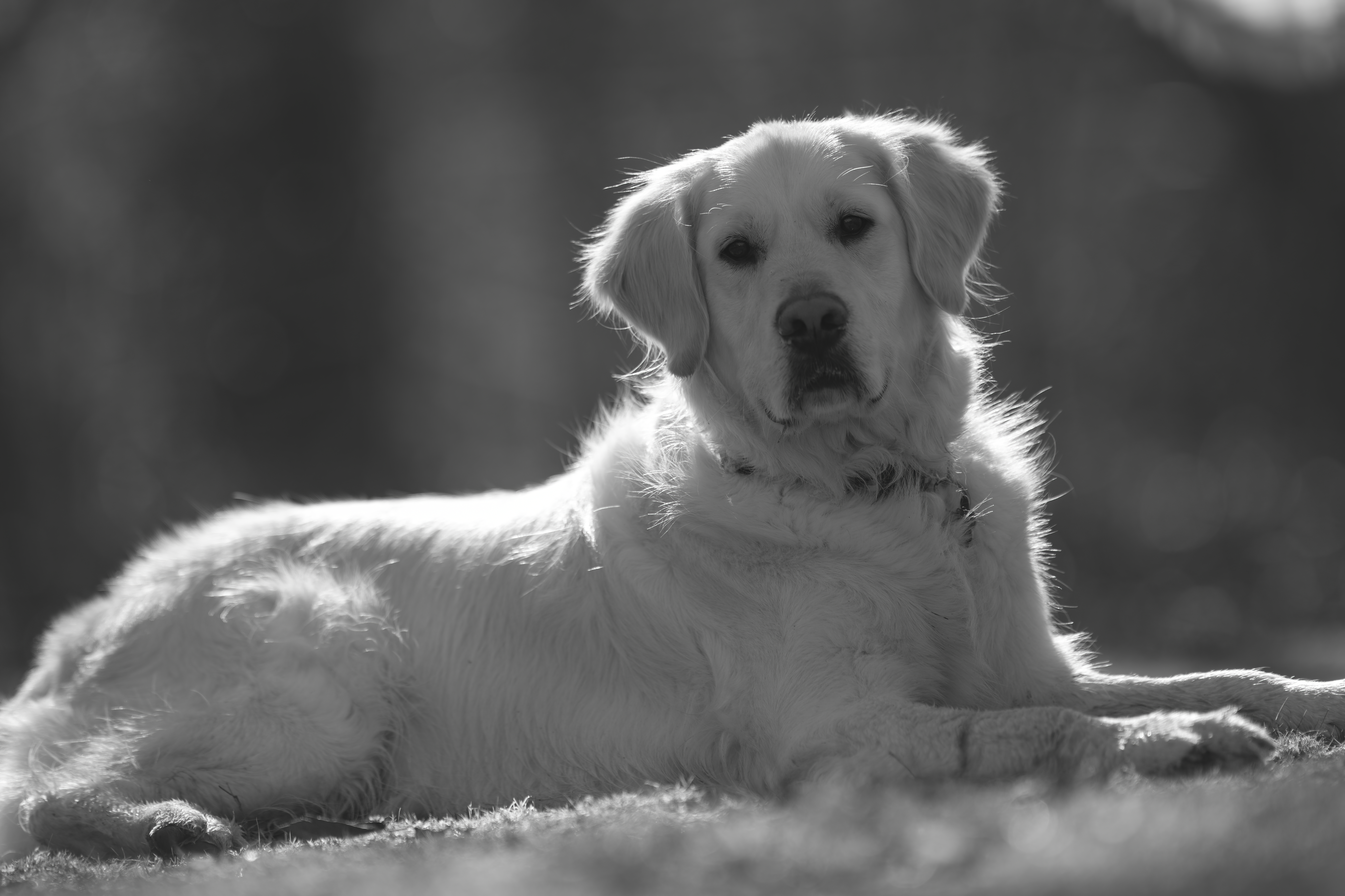 Our Dogs — ZoeFinnBourgeois0667 1 f