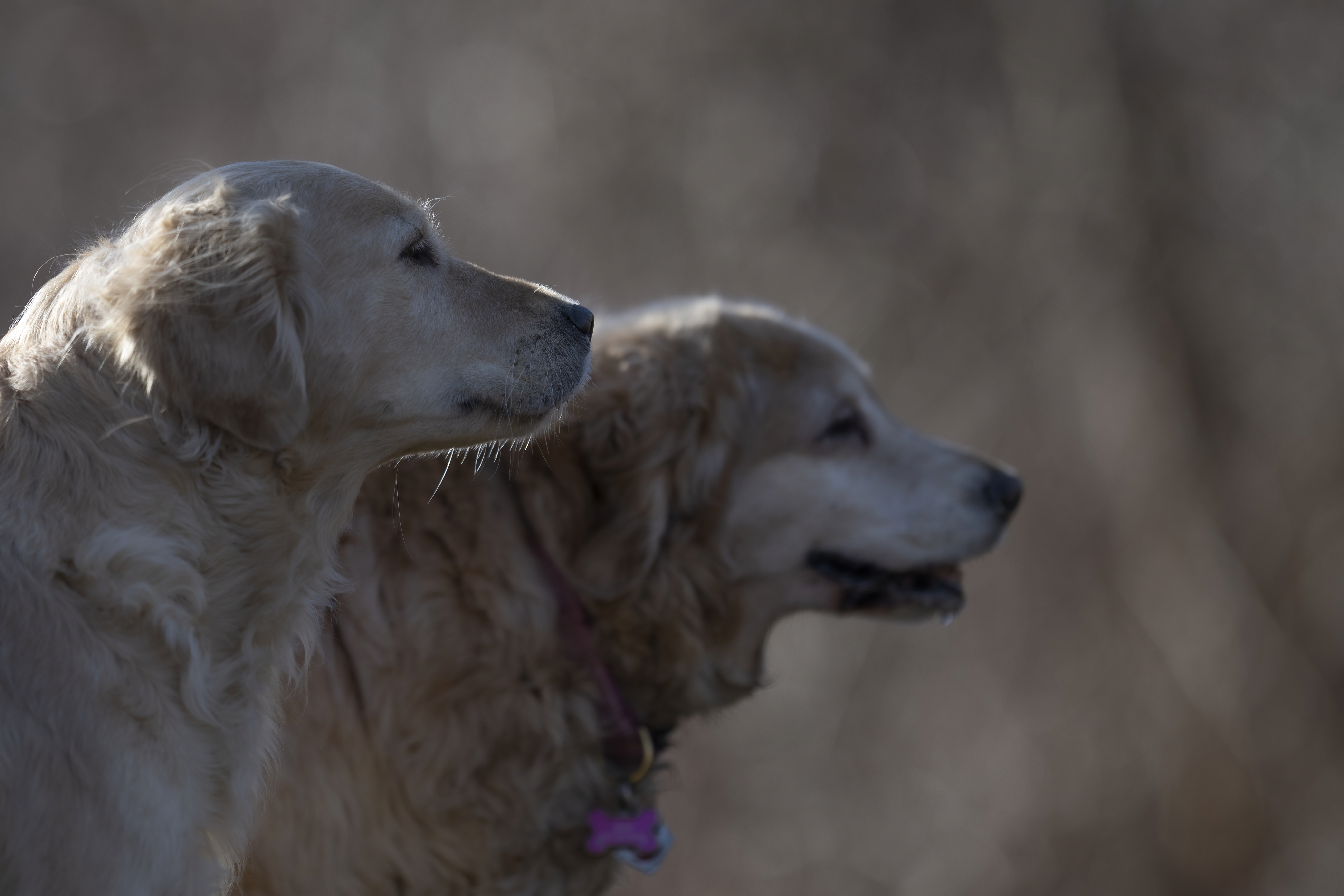 Our Dogs — ZoeFinnBourgeois0716 f