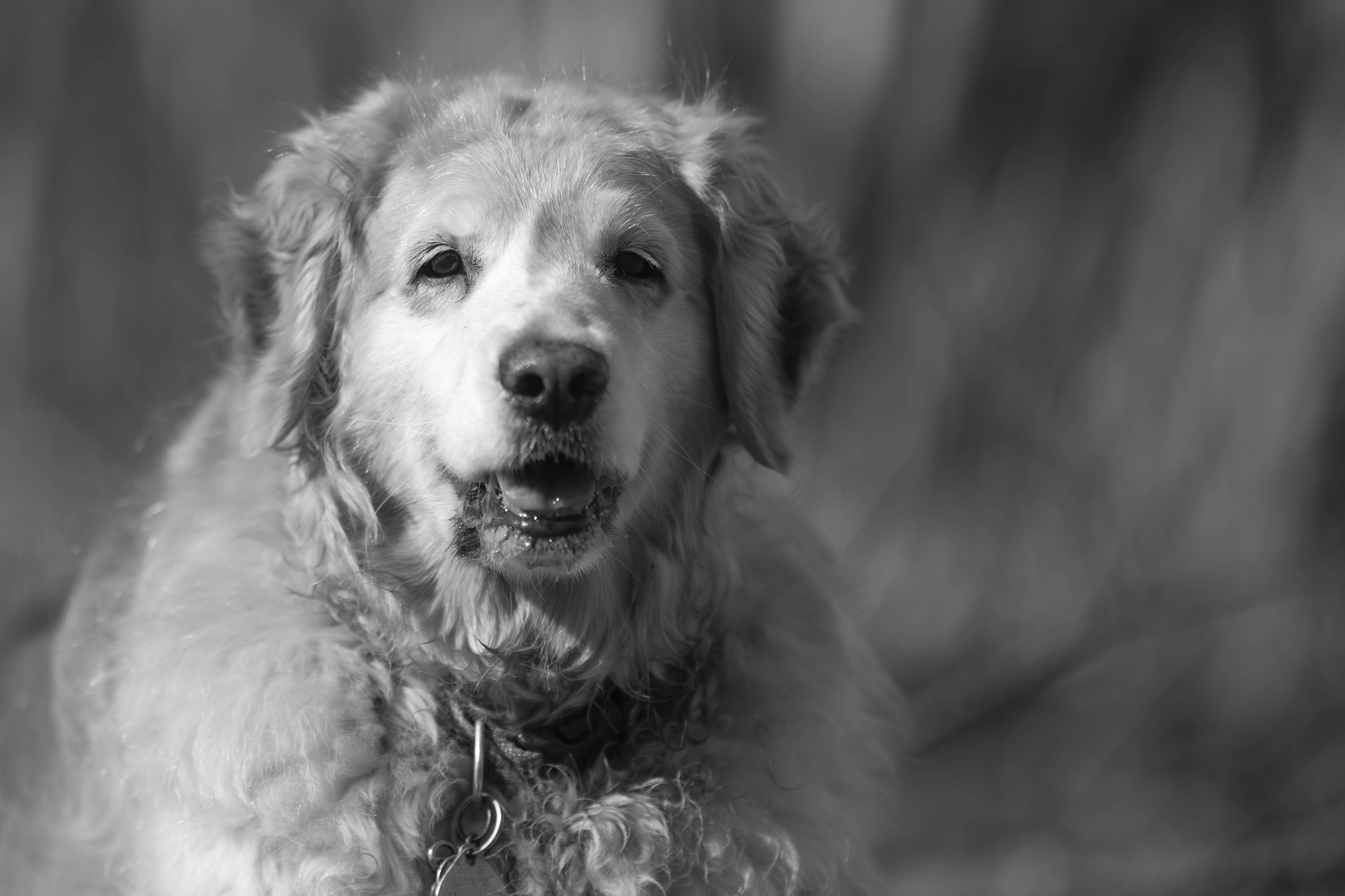 Our Dogs — ZoeFinnBourgeois0745 1 f