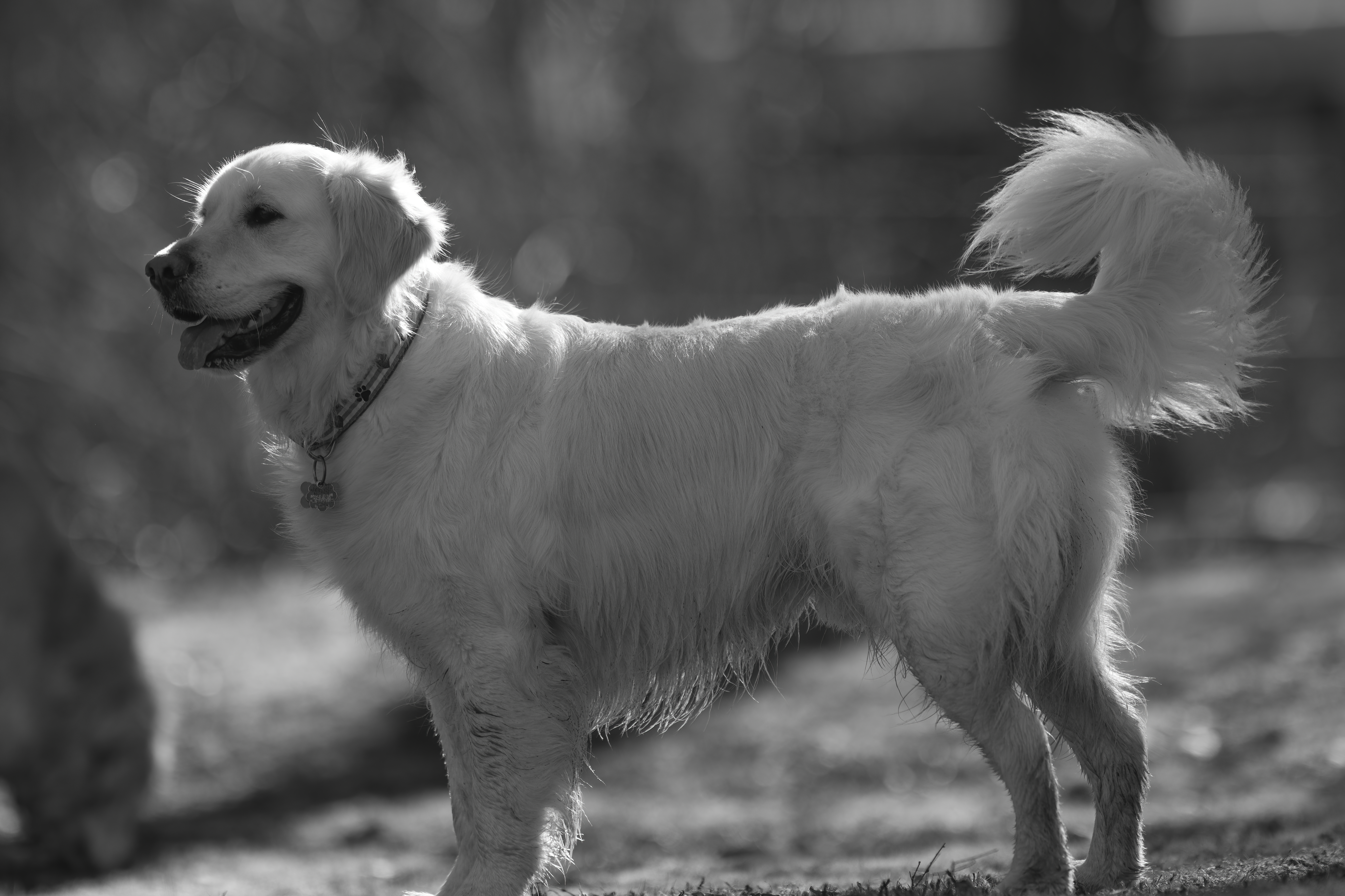 Our Dogs — ZoeFinnBourgeois0856 1 f