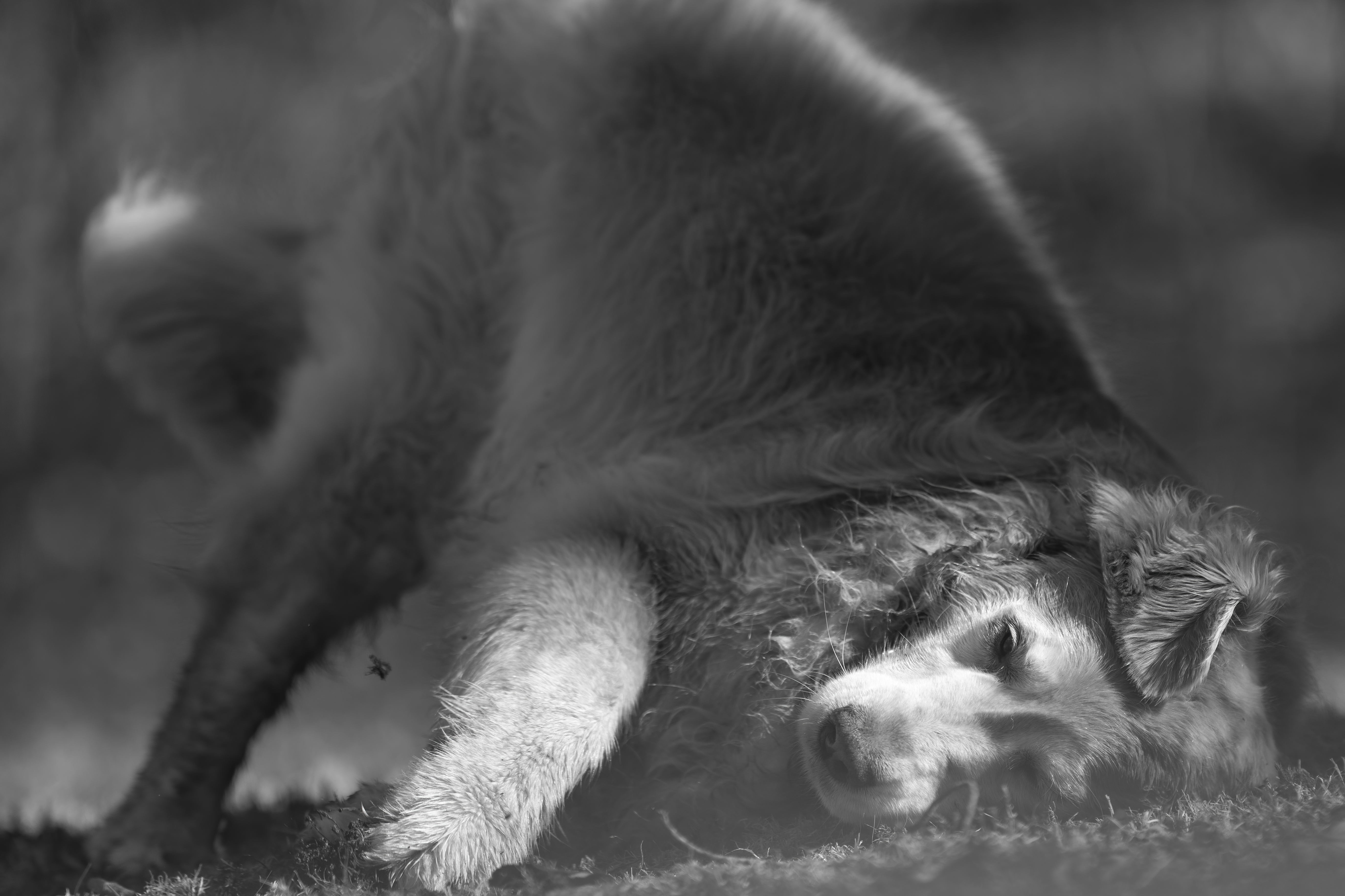 Our Dogs — ZoeFinnBourgeois0918 1 f