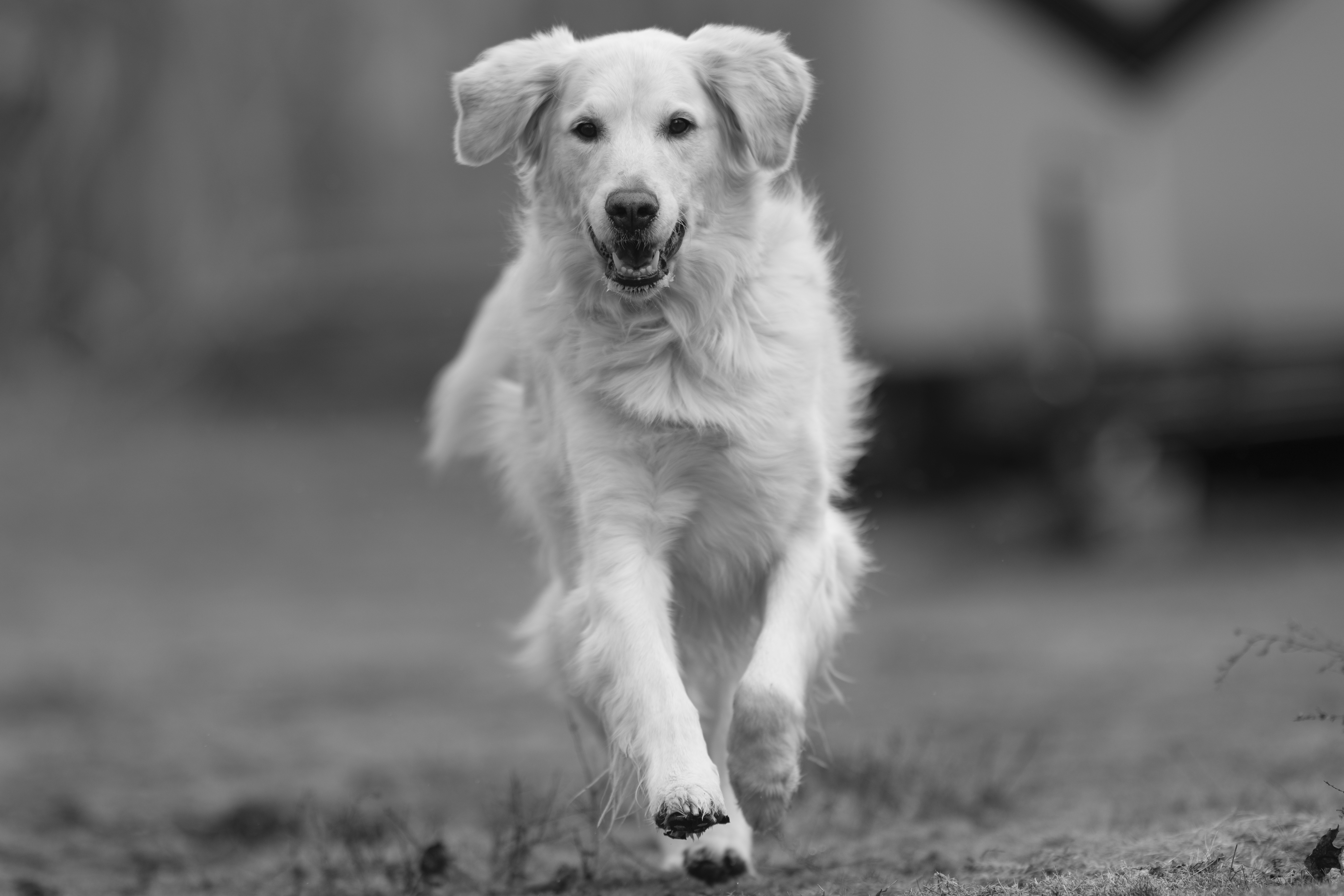 Our Dogs — ScRaMartinPiper006