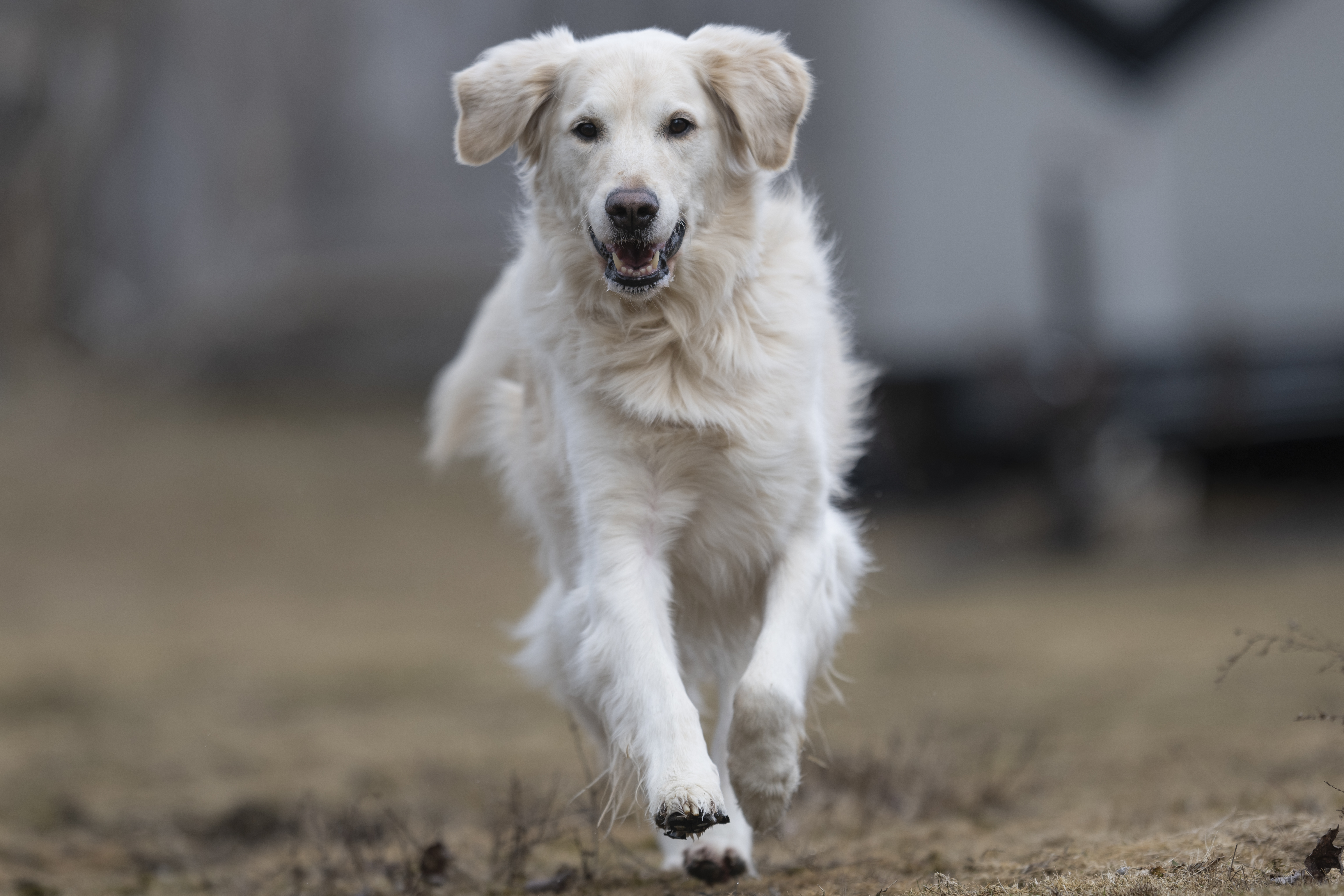 Our Dogs — ScRaMartinPiper006 1