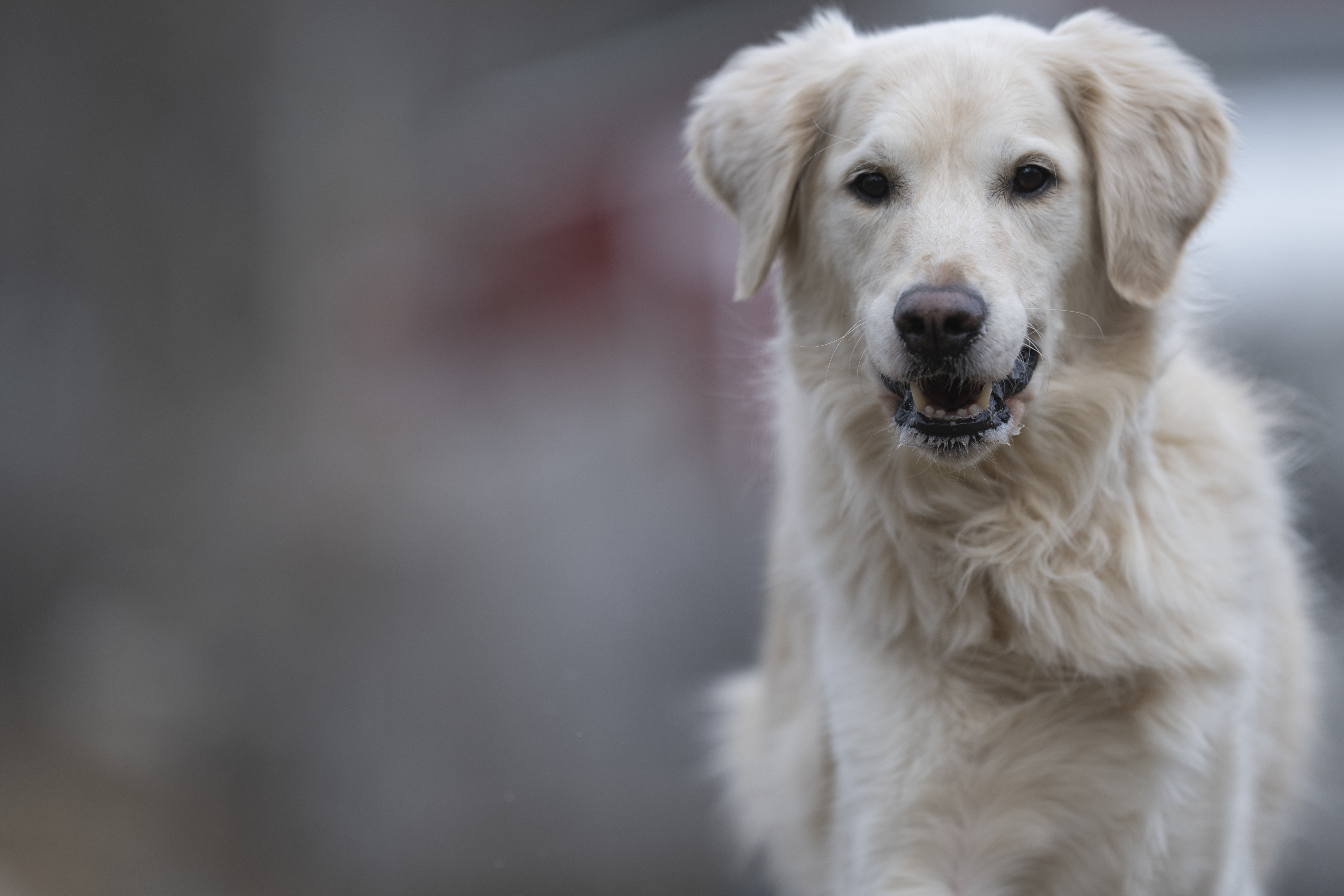 Our Dogs — ScRaMartinPiper017