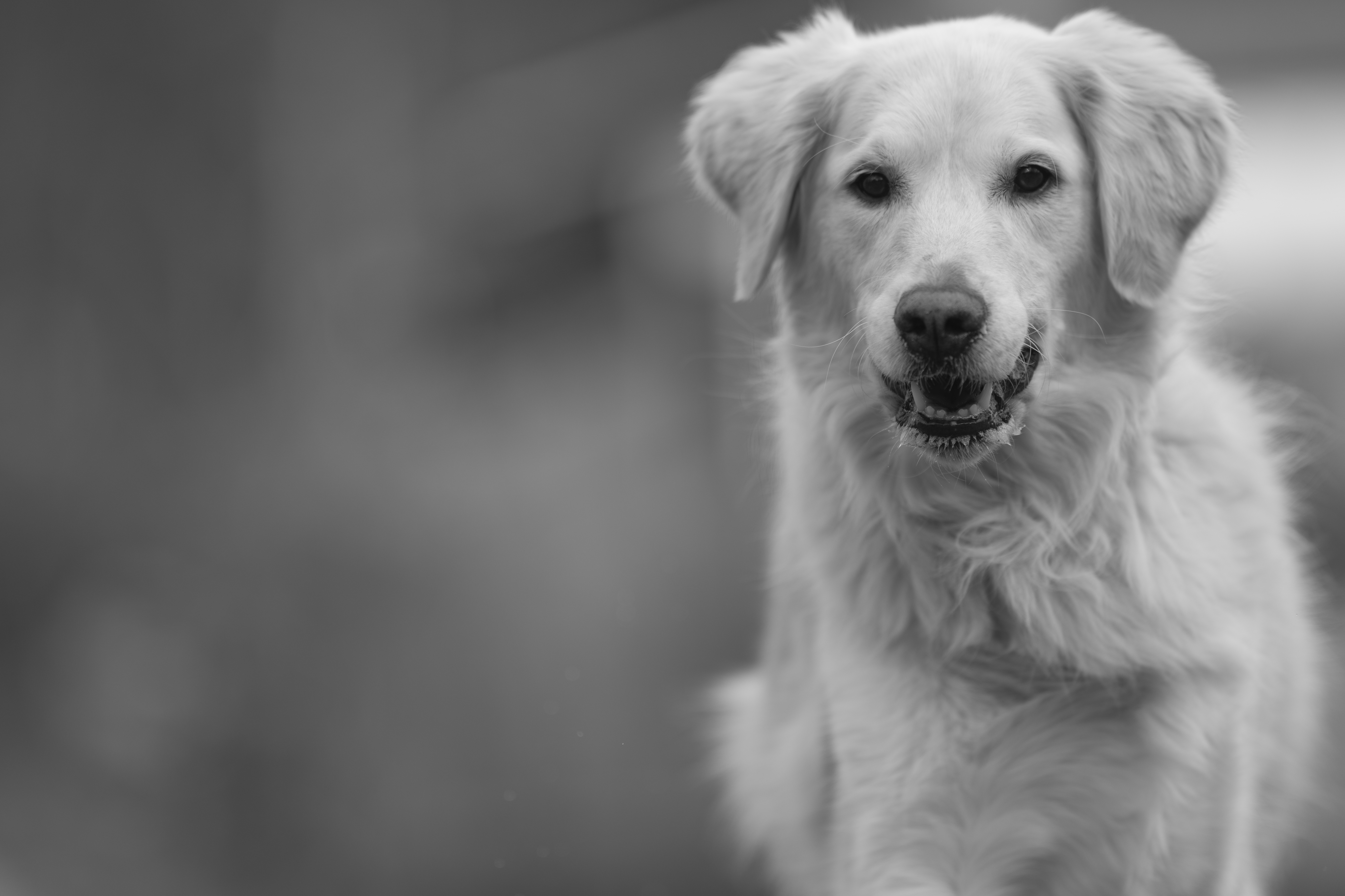 Our Dogs — ScRaMartinPiper017 1